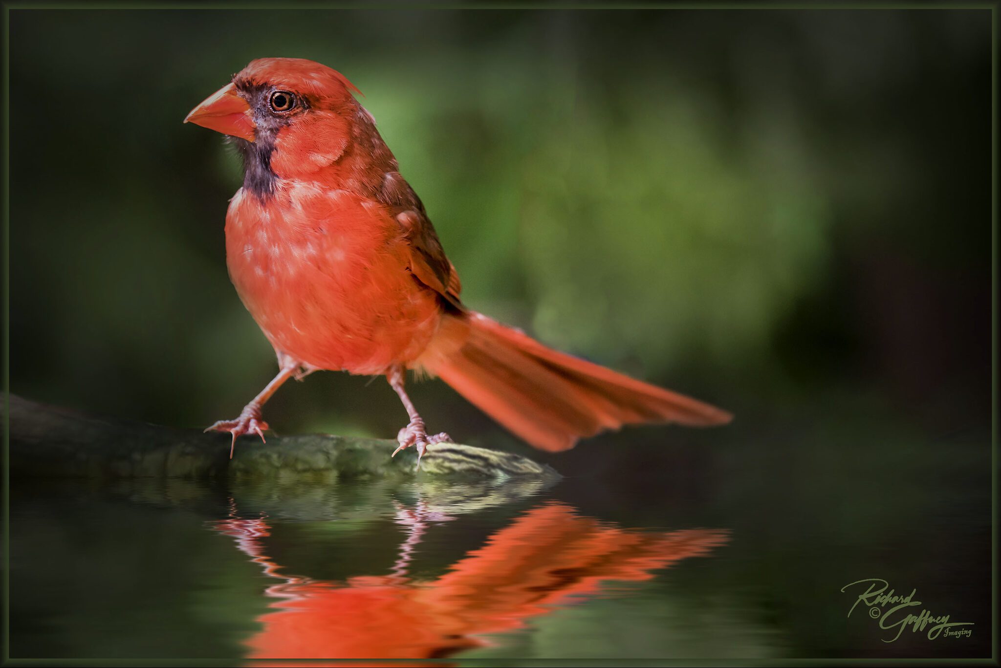 Northern cardinal 4 M.jpg