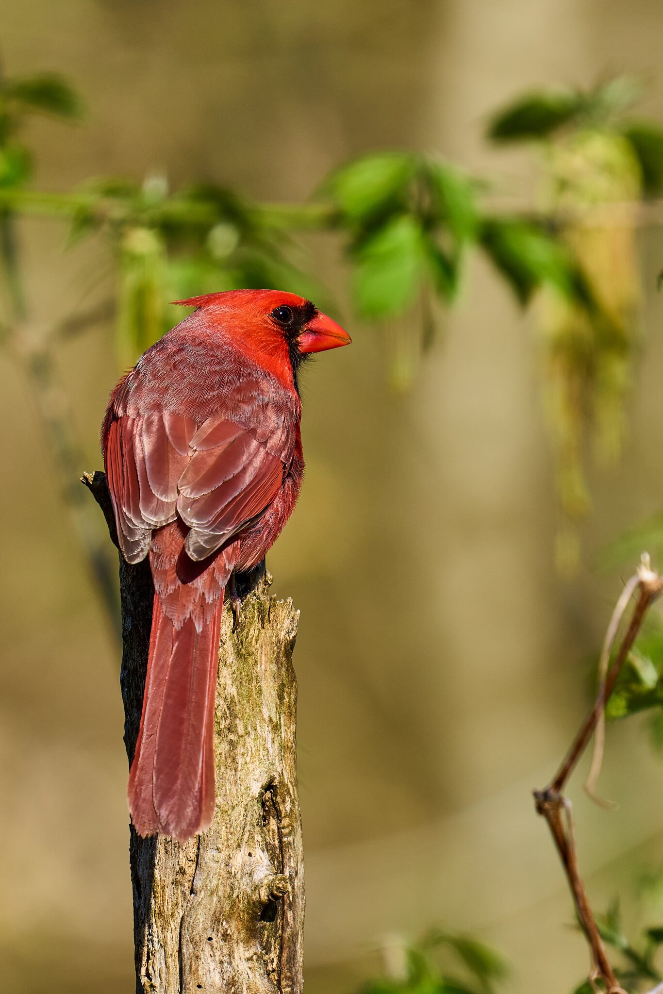 Northern Cardinal - Ashland - 04222024 - 02- DN.jpg