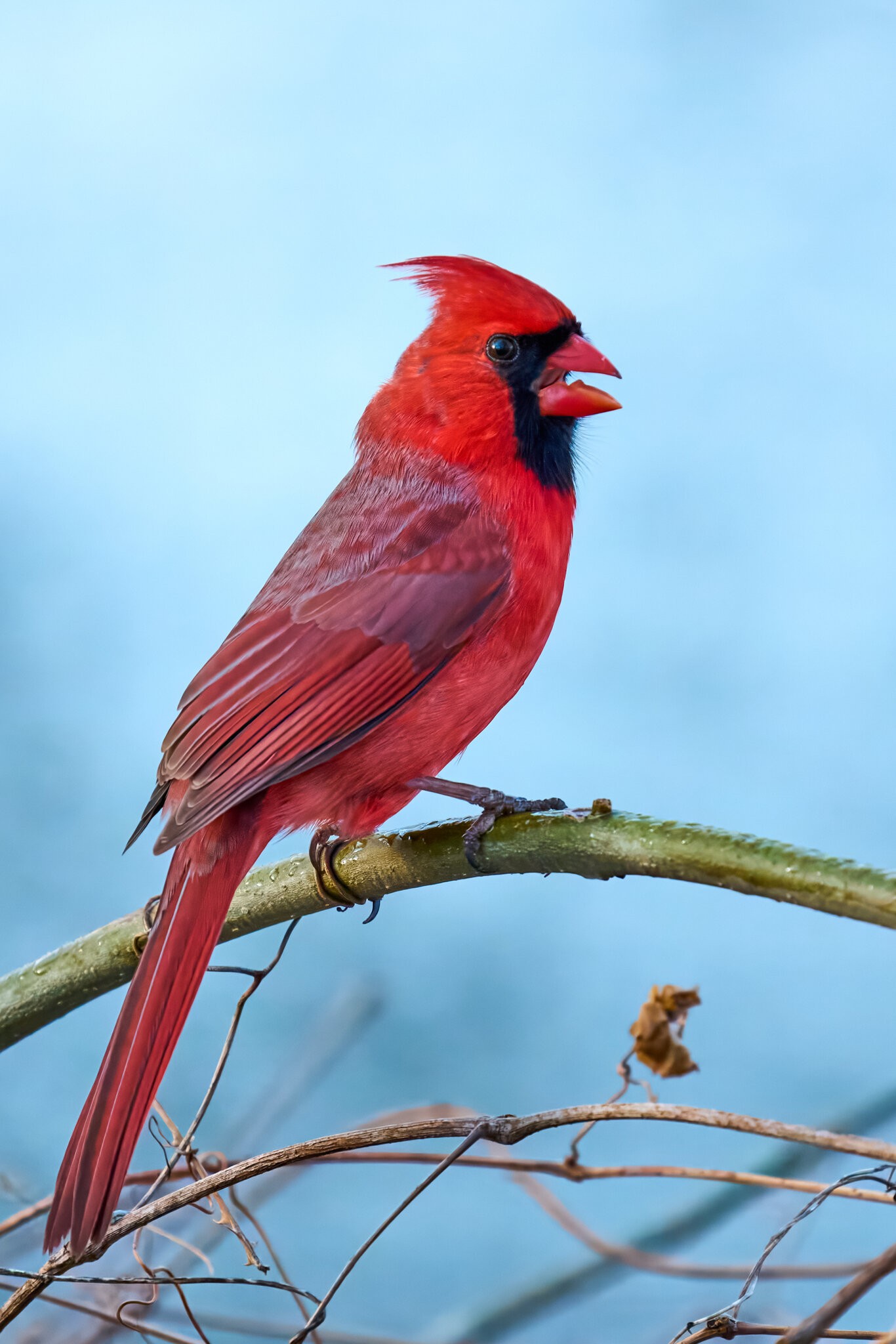 Northern Cardinal - Brandywine - 04042026 - 01.jpg
