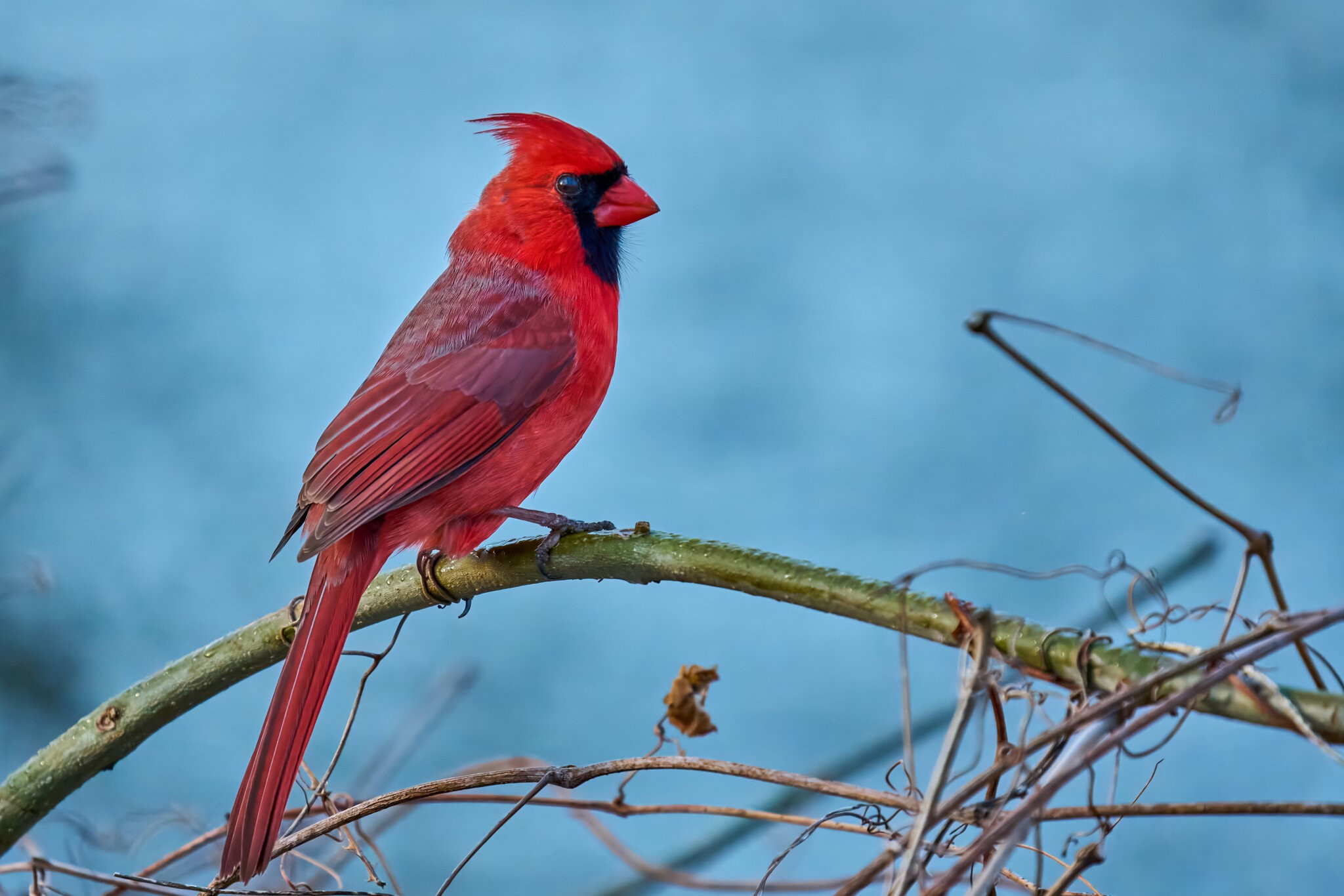 Northern Cardinal - Brandywine - 04042026 - 01 - rDN.jpg