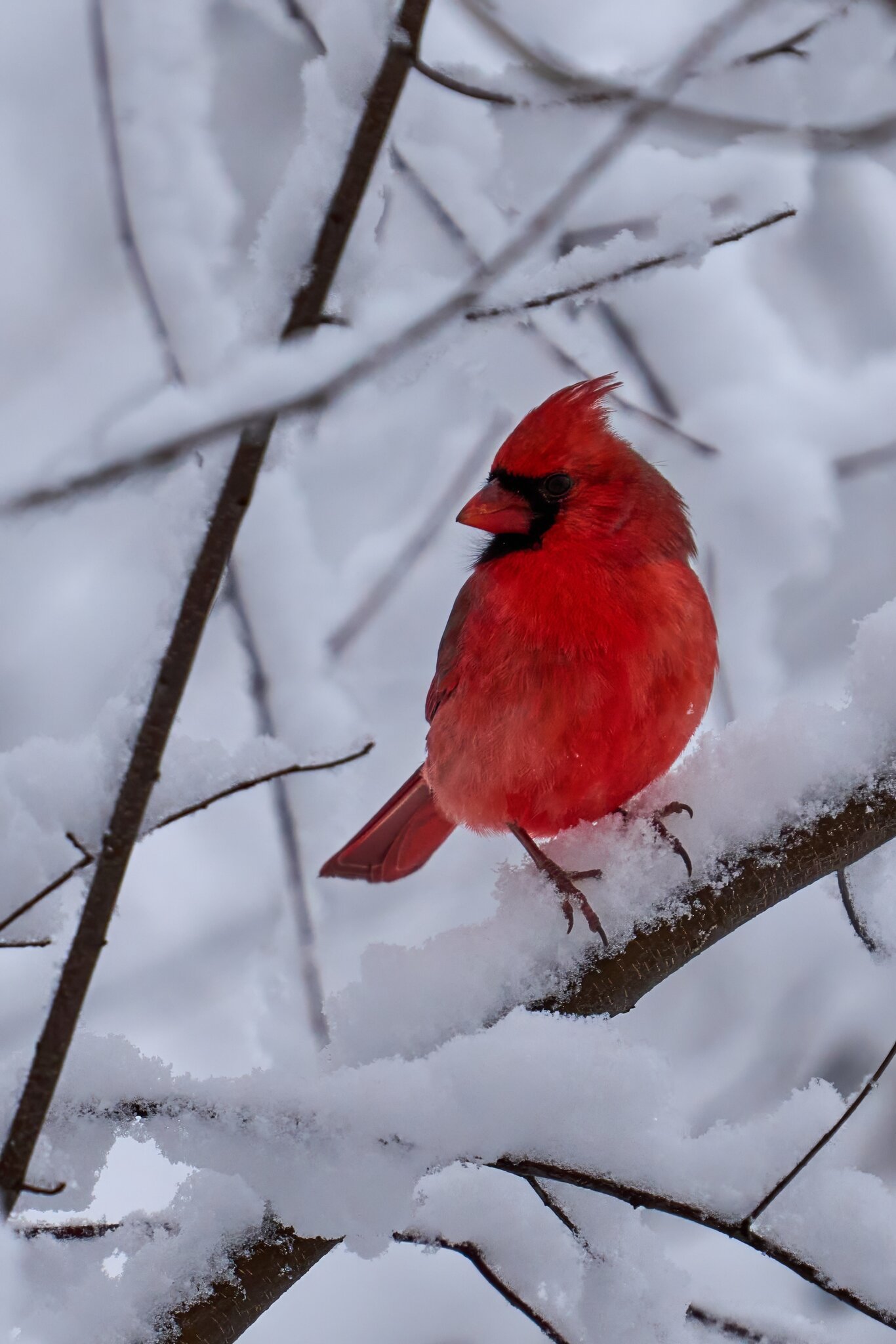 Northern Cardinal - Brandywine - 12142025 - 02 - DN.jpg