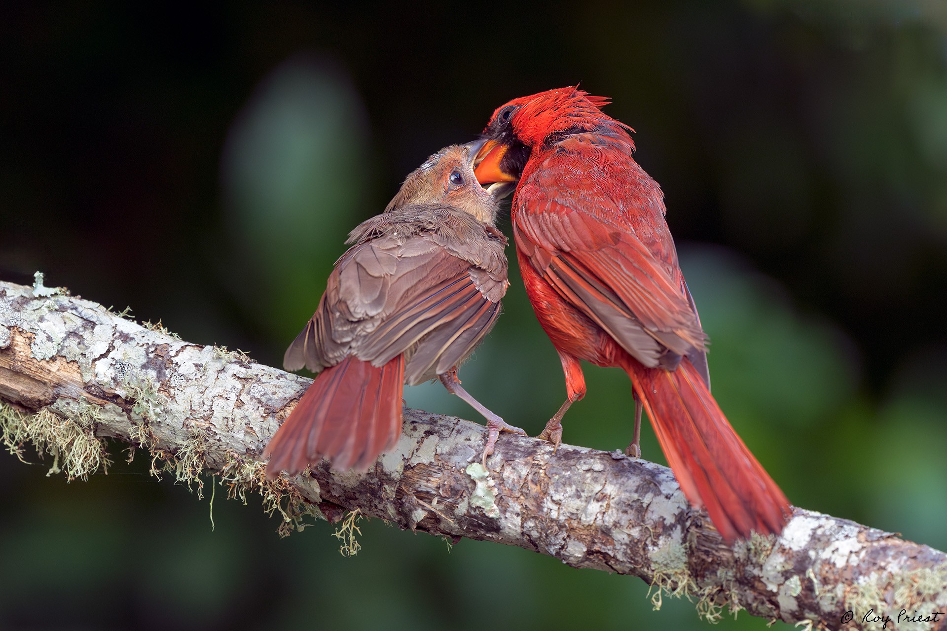 Northern Cardinal_RP25827.jpg