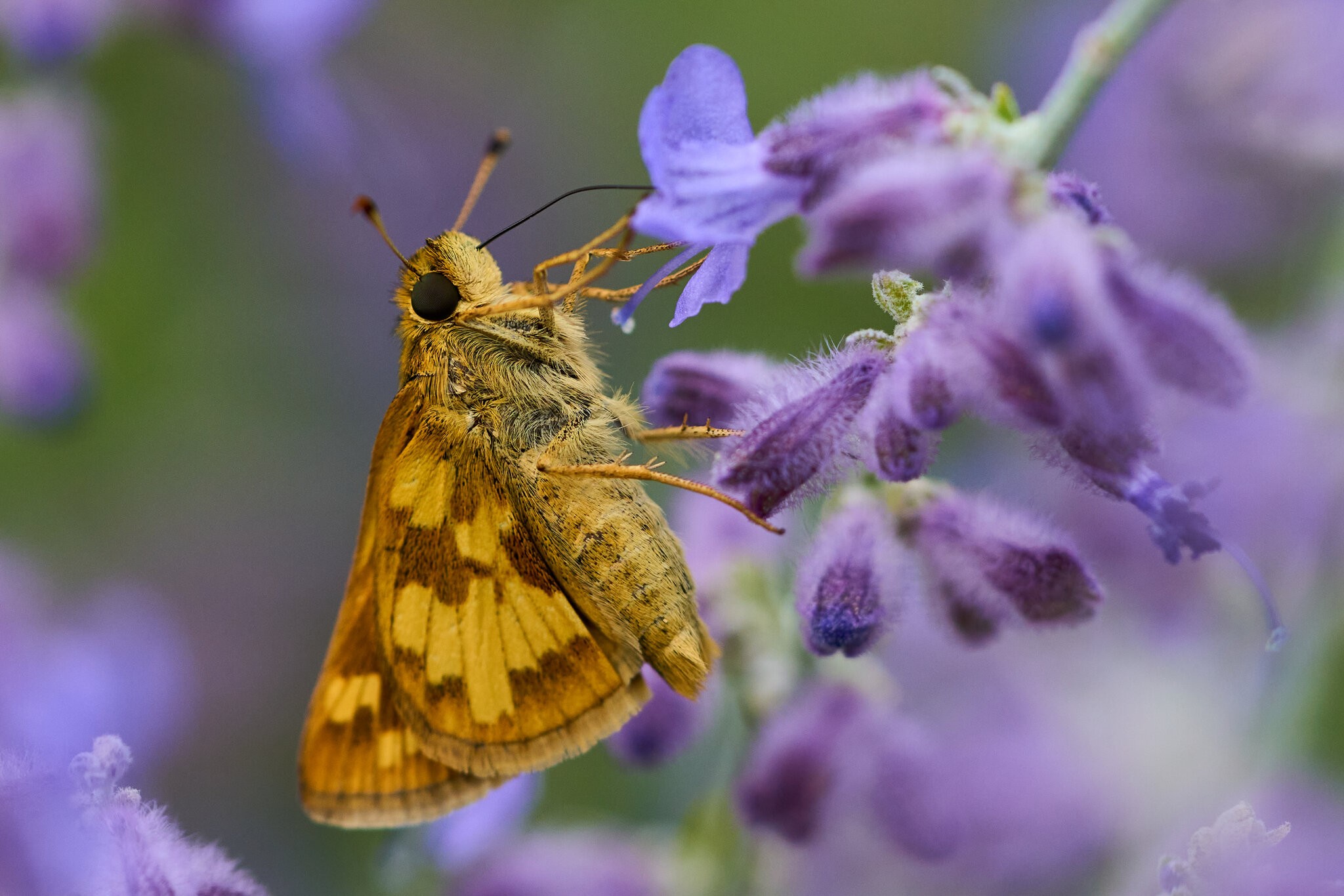 Northern Cloudywing - Claymont - 09012024 - 06.jpg