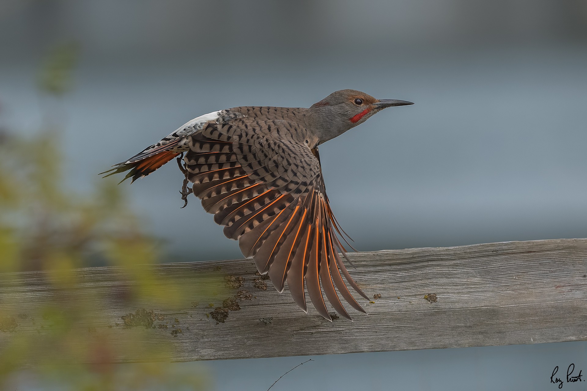Northern-Flicker-4683.jpg
