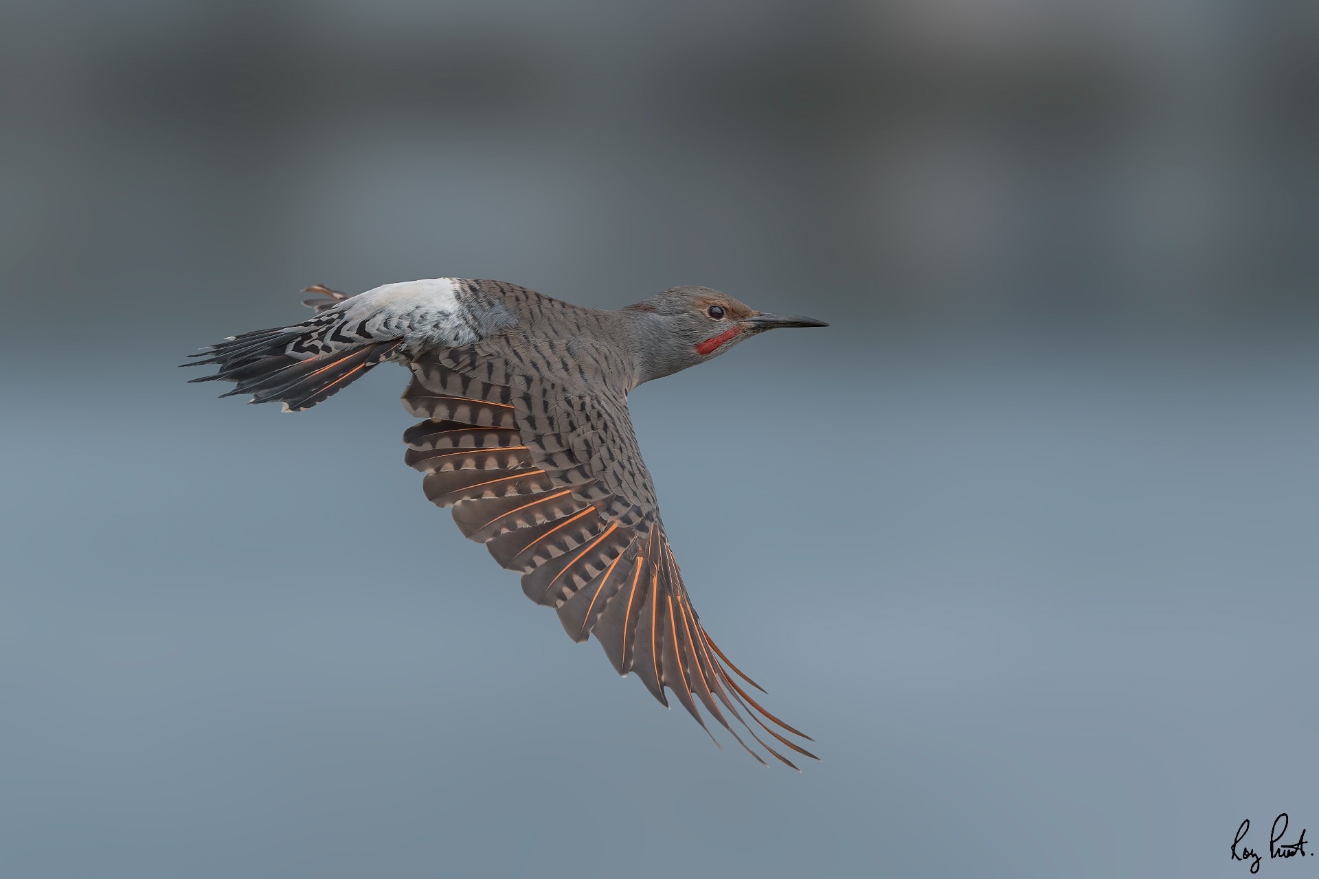 Northern-Flicker-4685.jpg