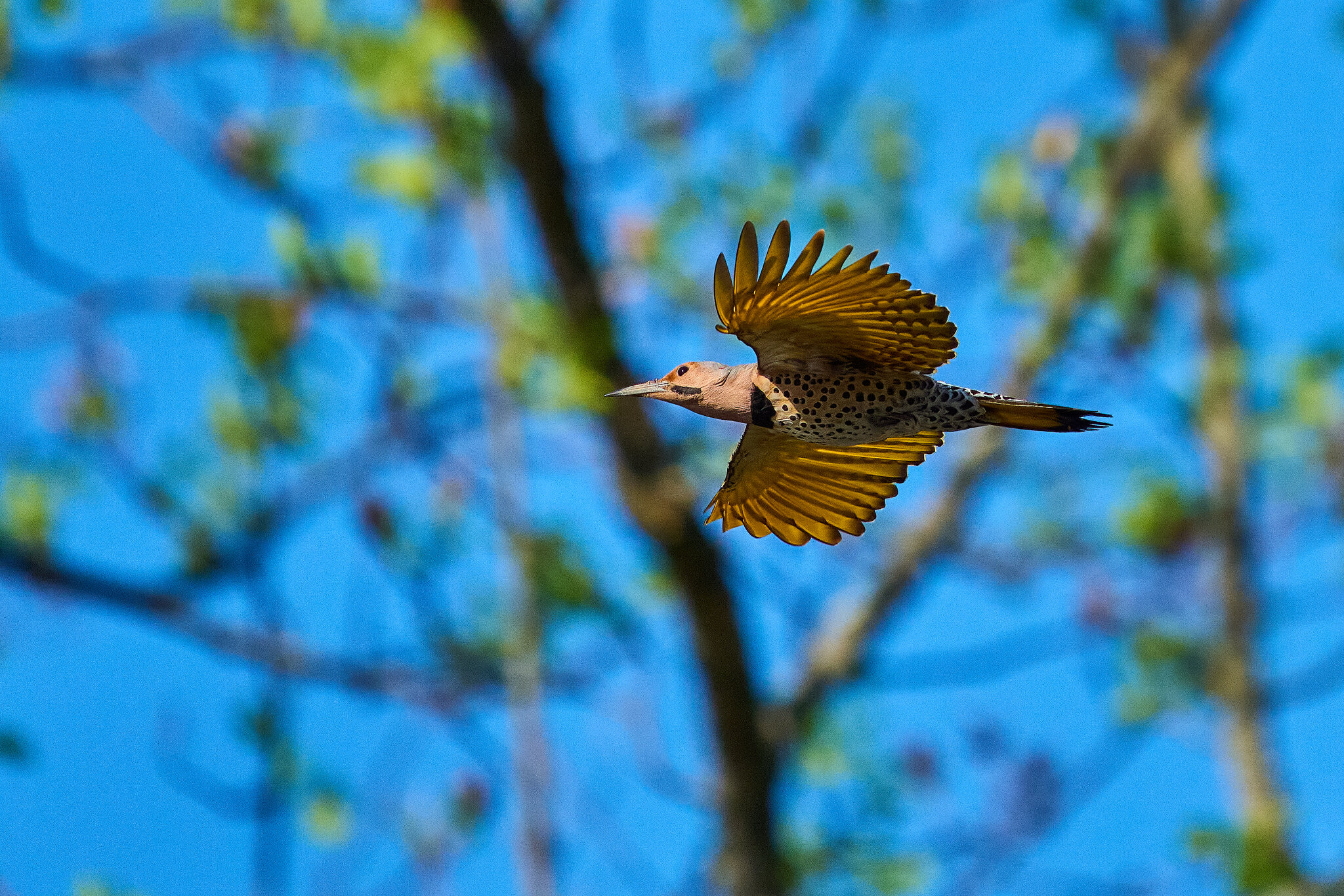 Northern Flicker - Brandywine - 04042026 - 02 - rDN.jpg