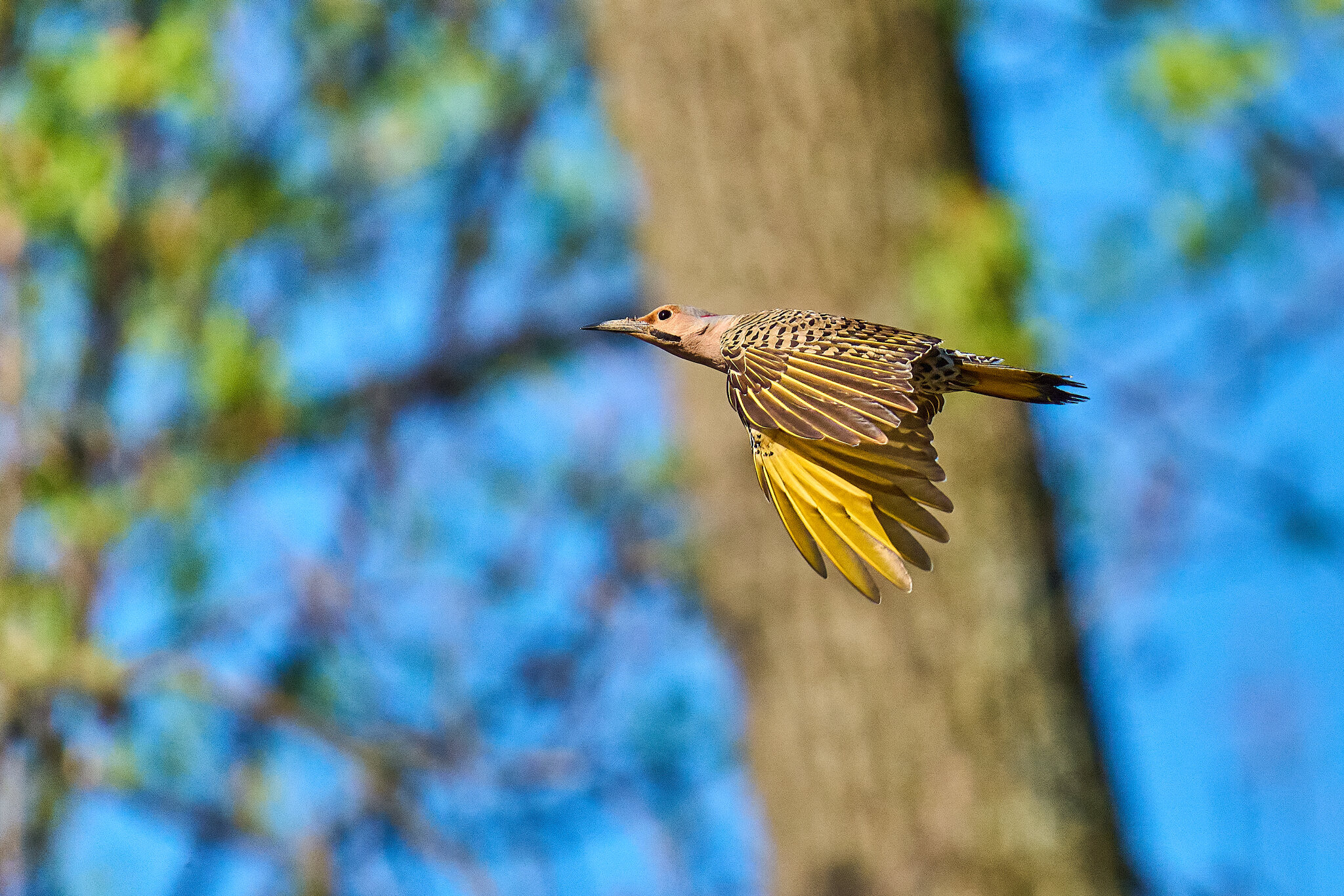 Northern Flicker - Brandywine - 04042026 - 04 - rDN.jpg