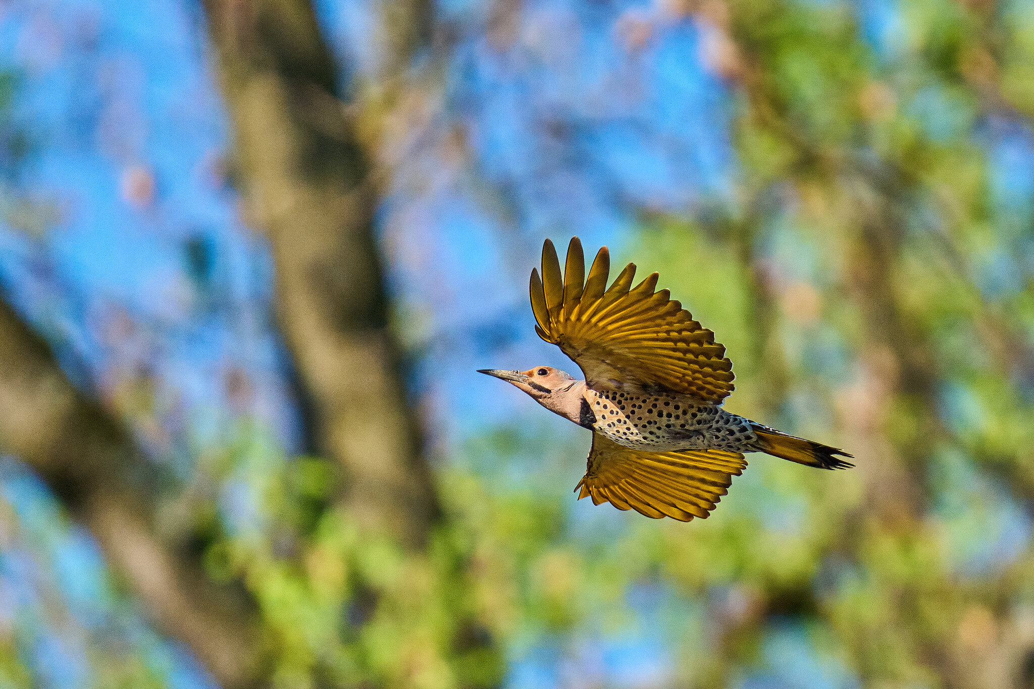 Northern Flicker - Brandywine - 04042026 - 06 - rDN.jpg