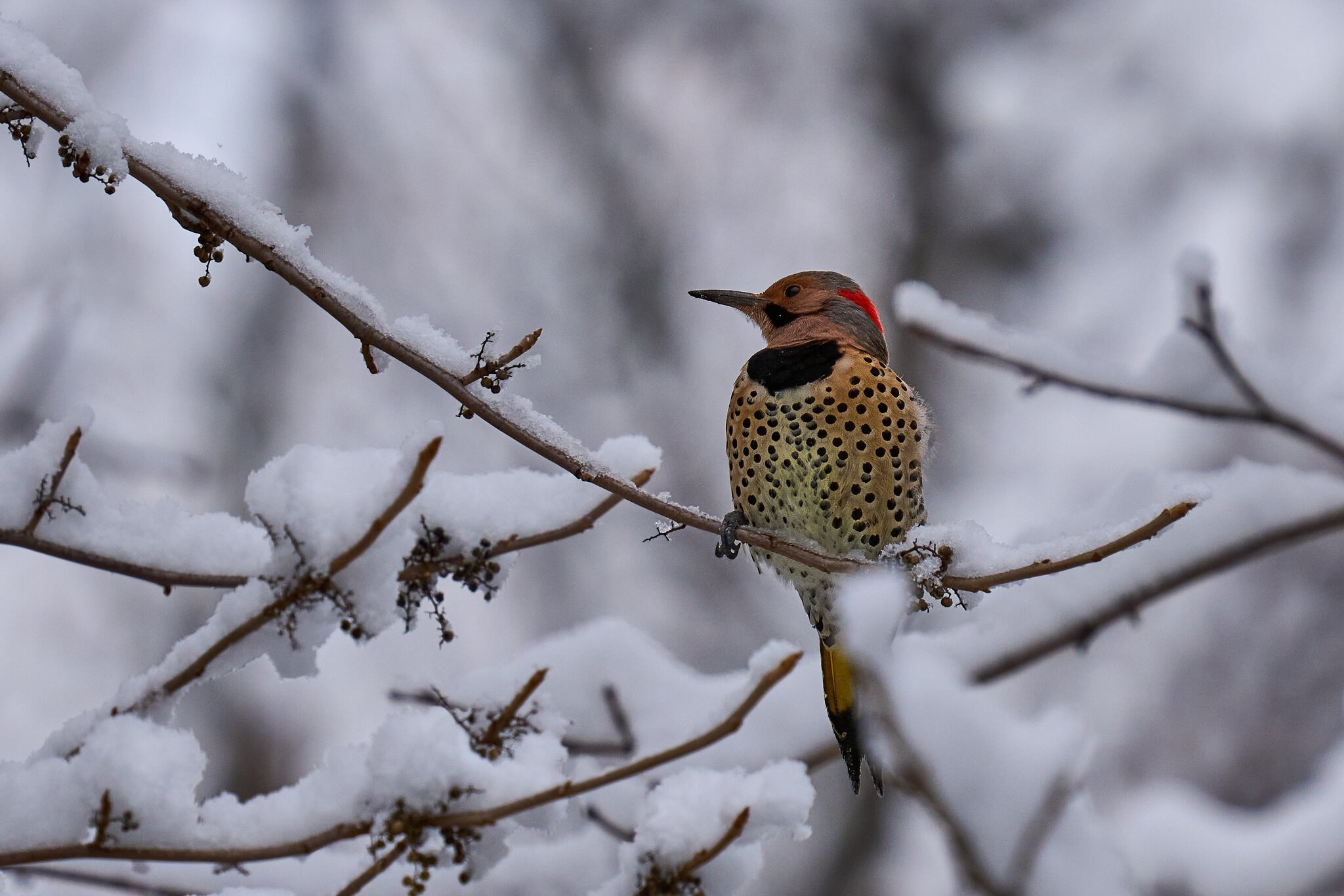 Northern Flicker - Brandywine - 12142025 - 01 - DN.jpg