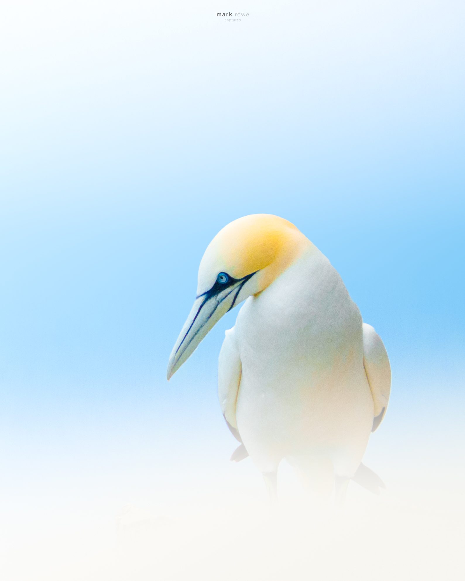 Northern Gannet Portrait