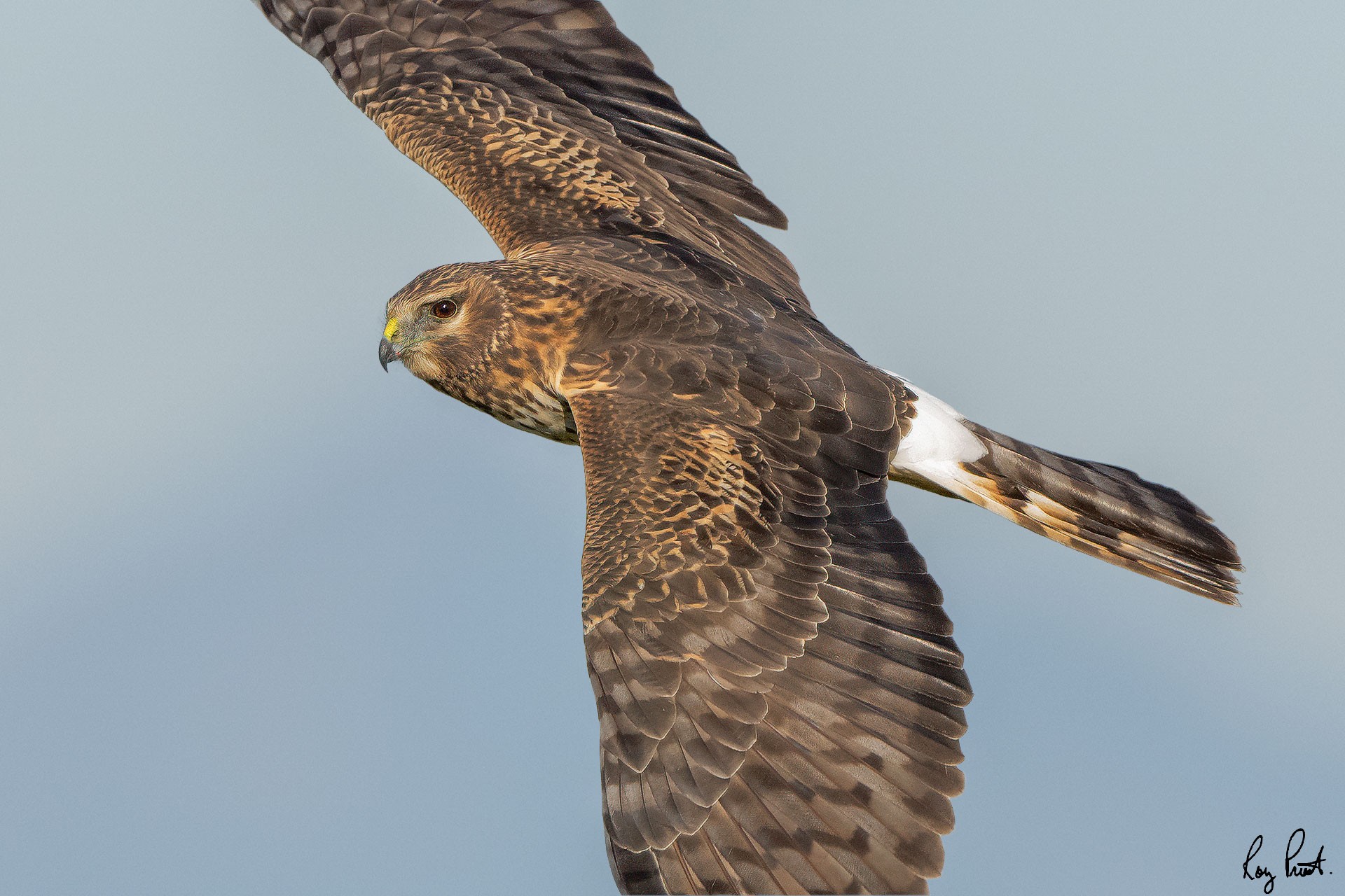 Northern Harrier-25362.jpg