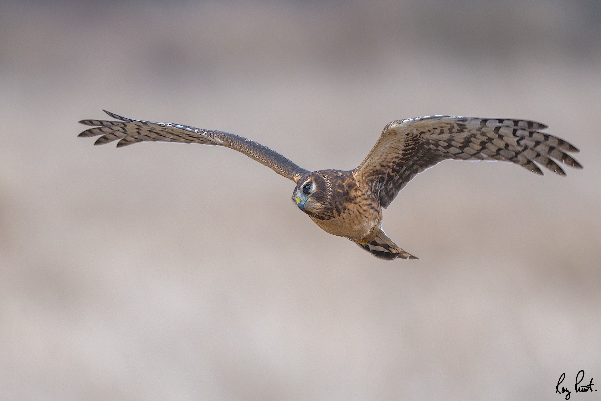 Northern-Harrier-28256.jpg