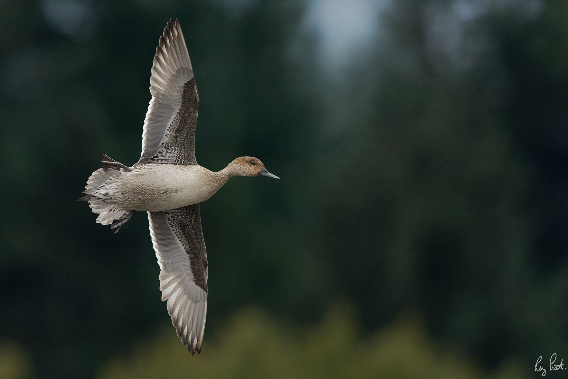 Northern-Pintail-128514.jpg
