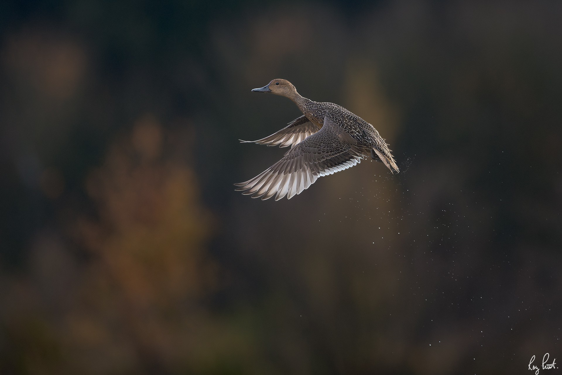 Northern-Pintail-.jpg