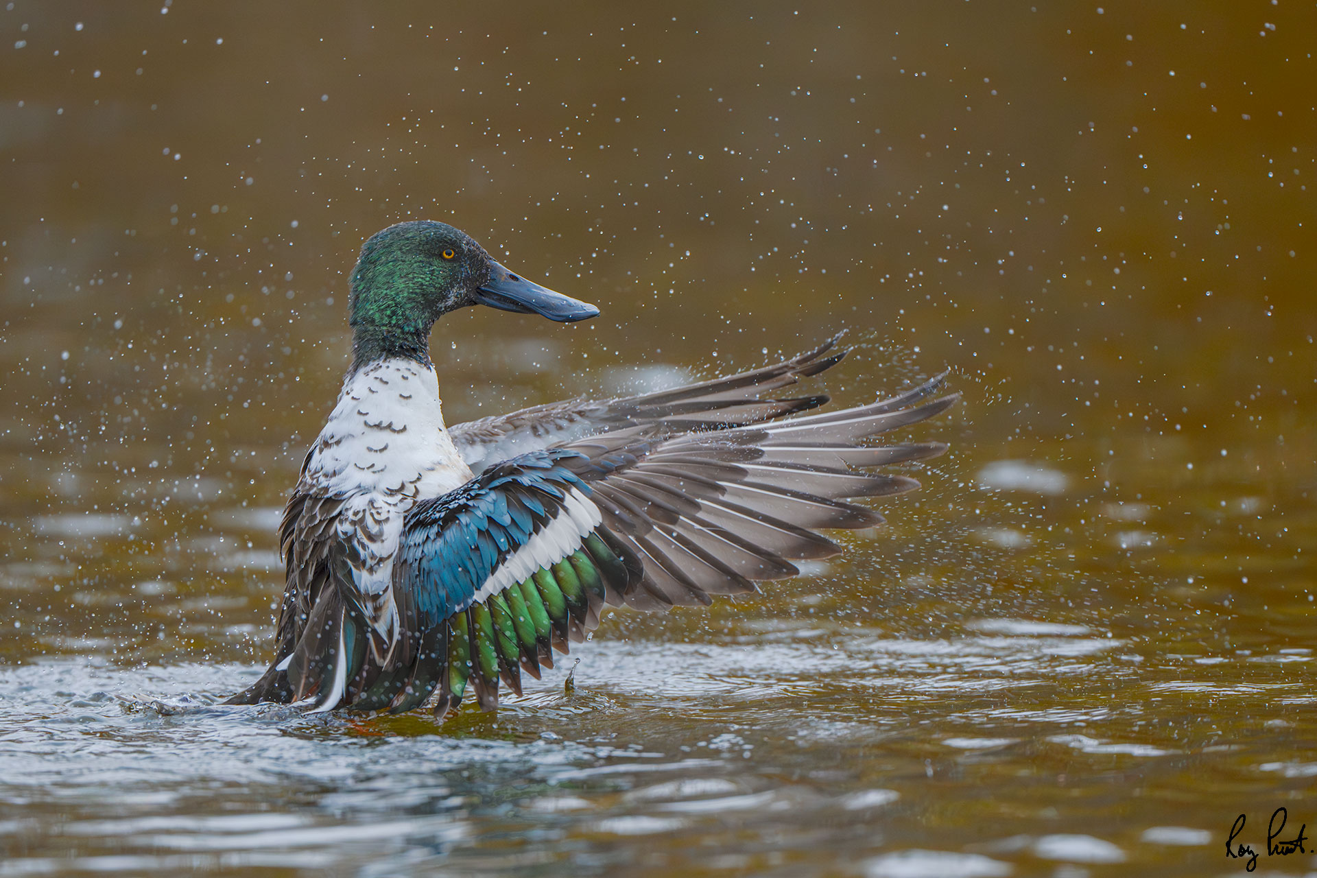 Northern-Shoveler-25484.jpg