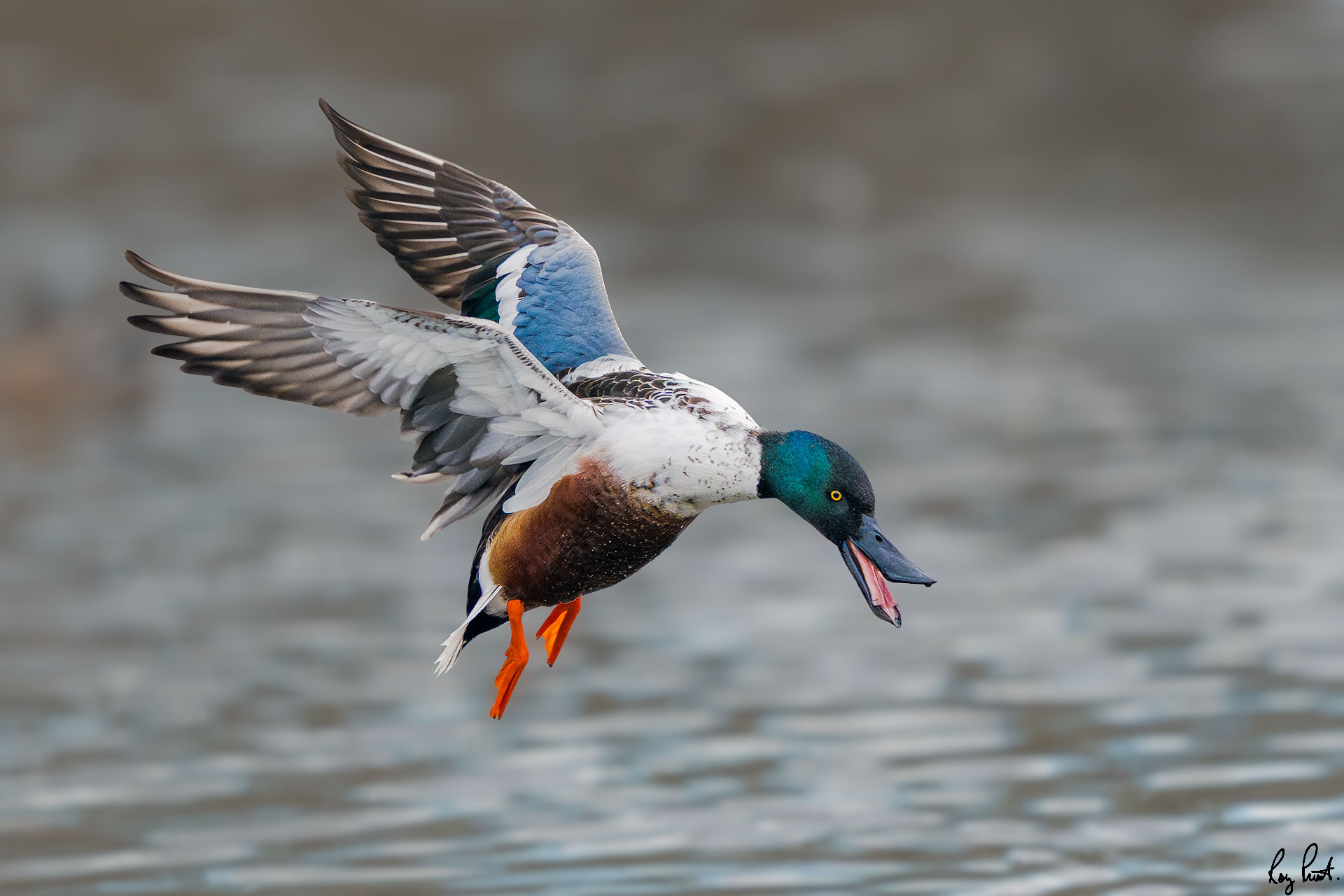 Northern-Shoveler_RP16403-.jpg