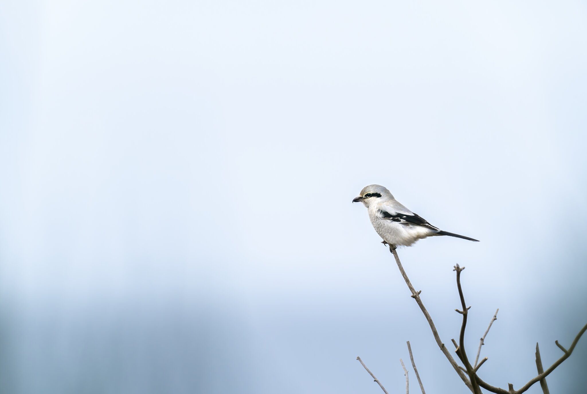 Northern Shrike