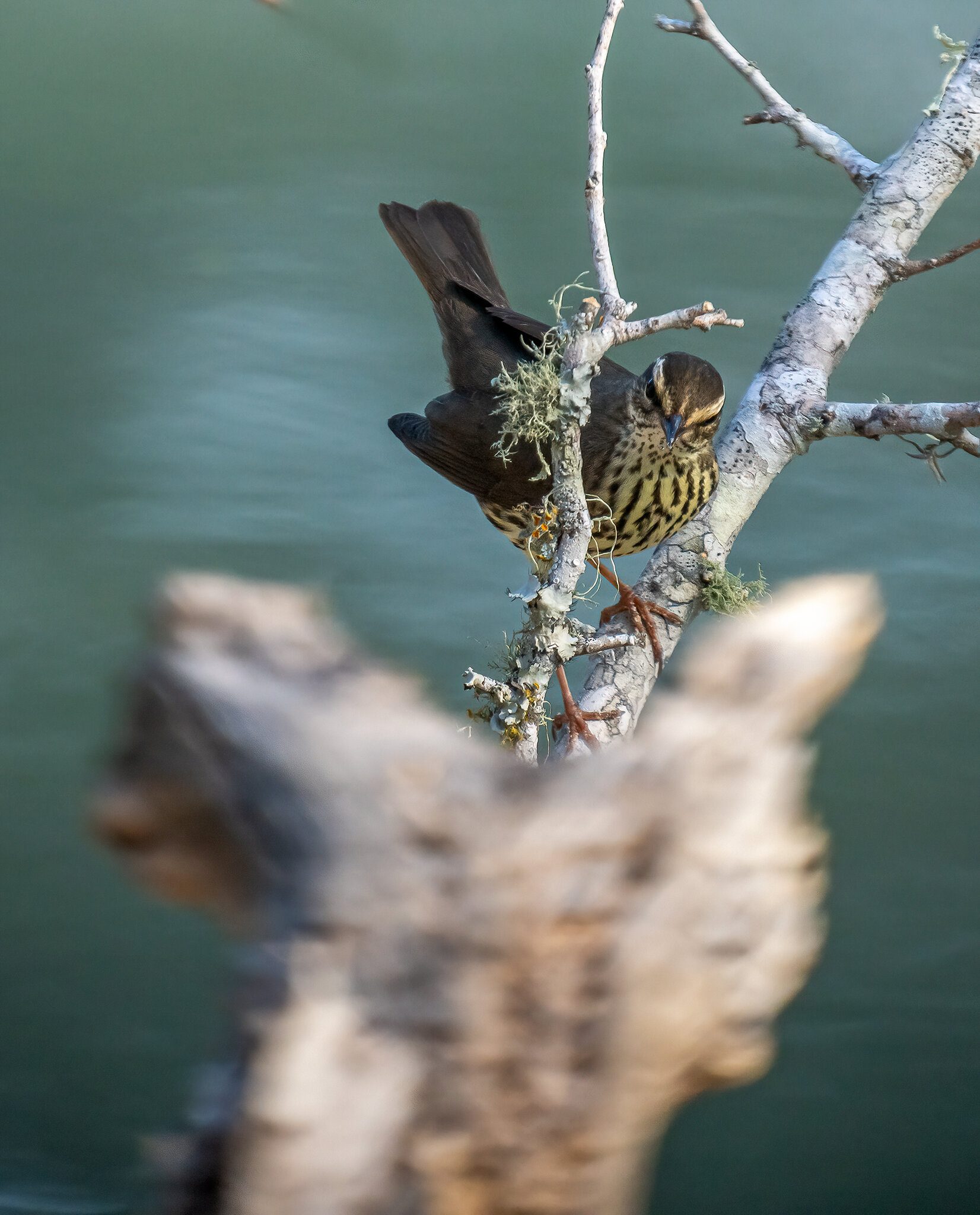 Northern Waterthrush