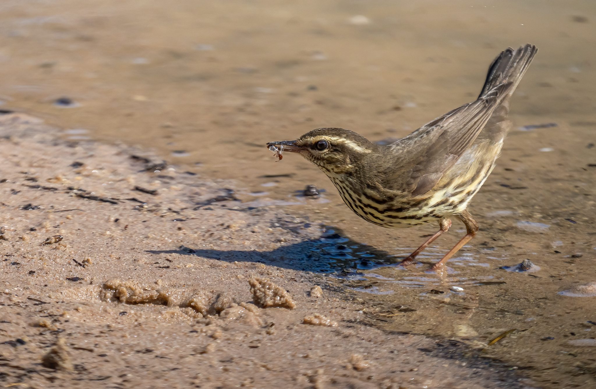 Northern waterthrush