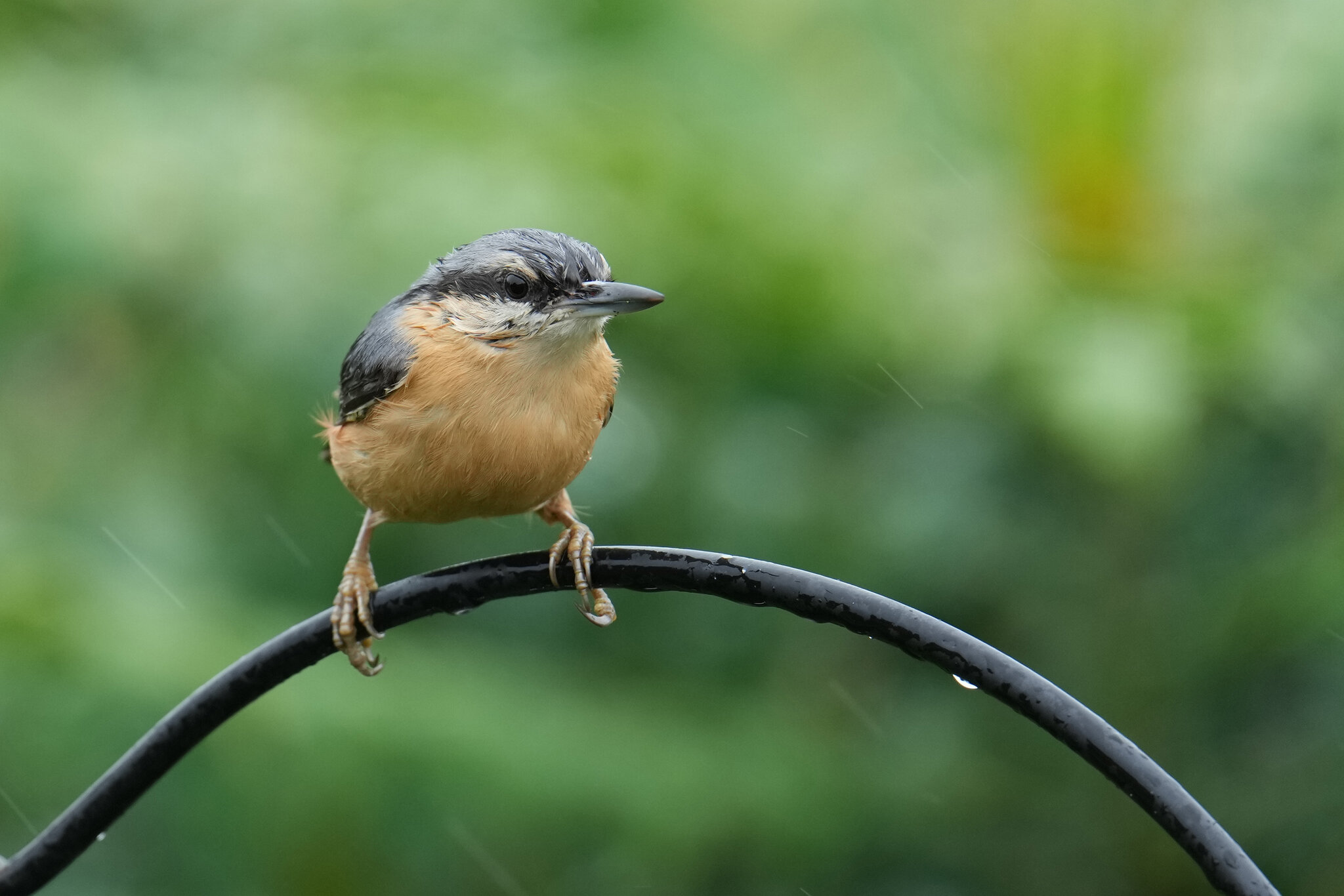 Nuthatch-DSC00805-3000px.jpg