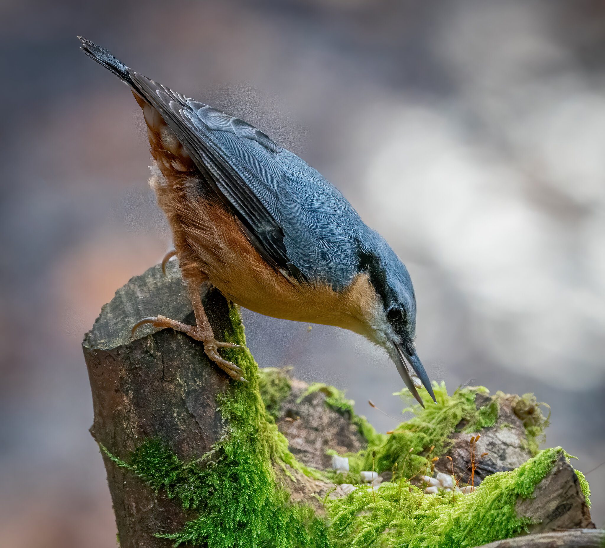 Nuthatch Feeding.jpg