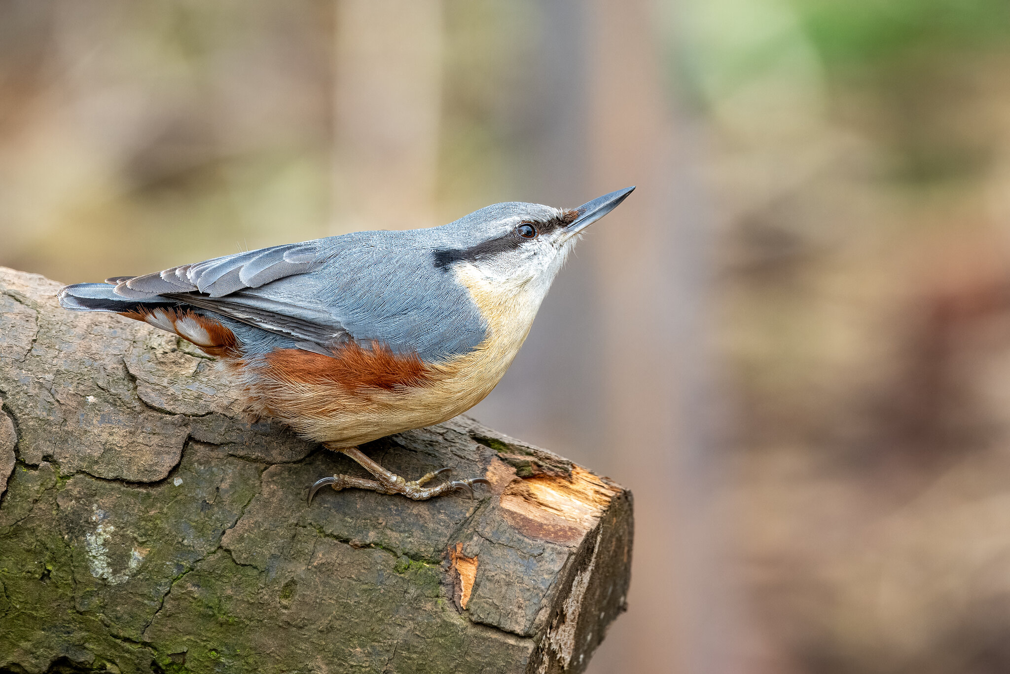 Nuthatch.jpg