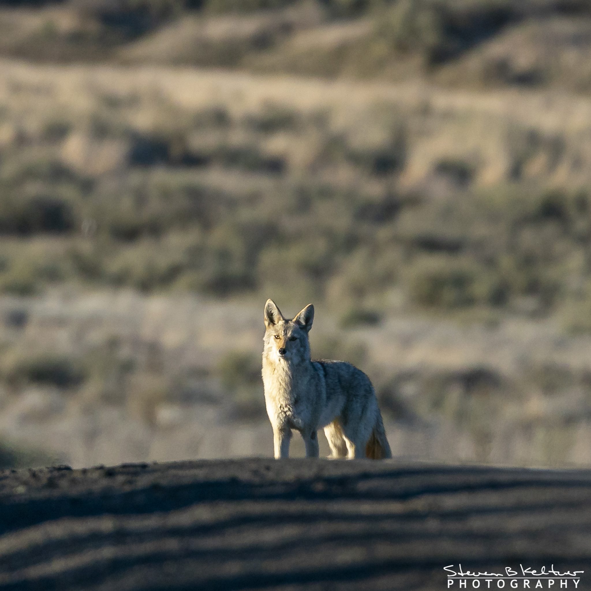 OdessaCoyote040320N-9876.jpg