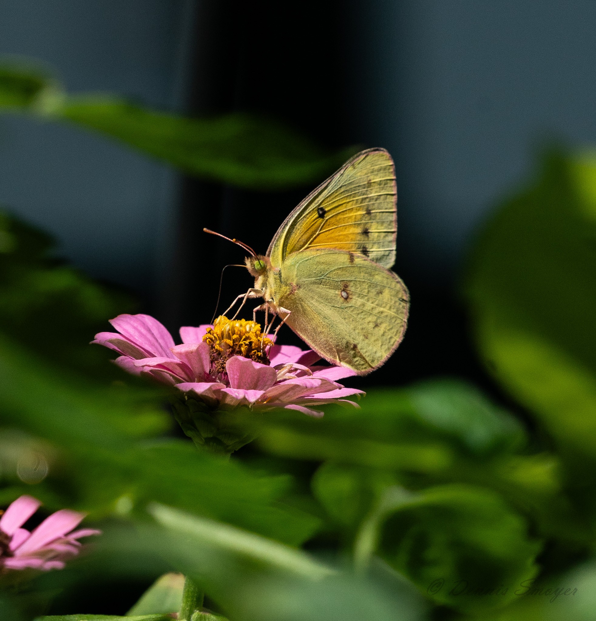 Orange Sulphur