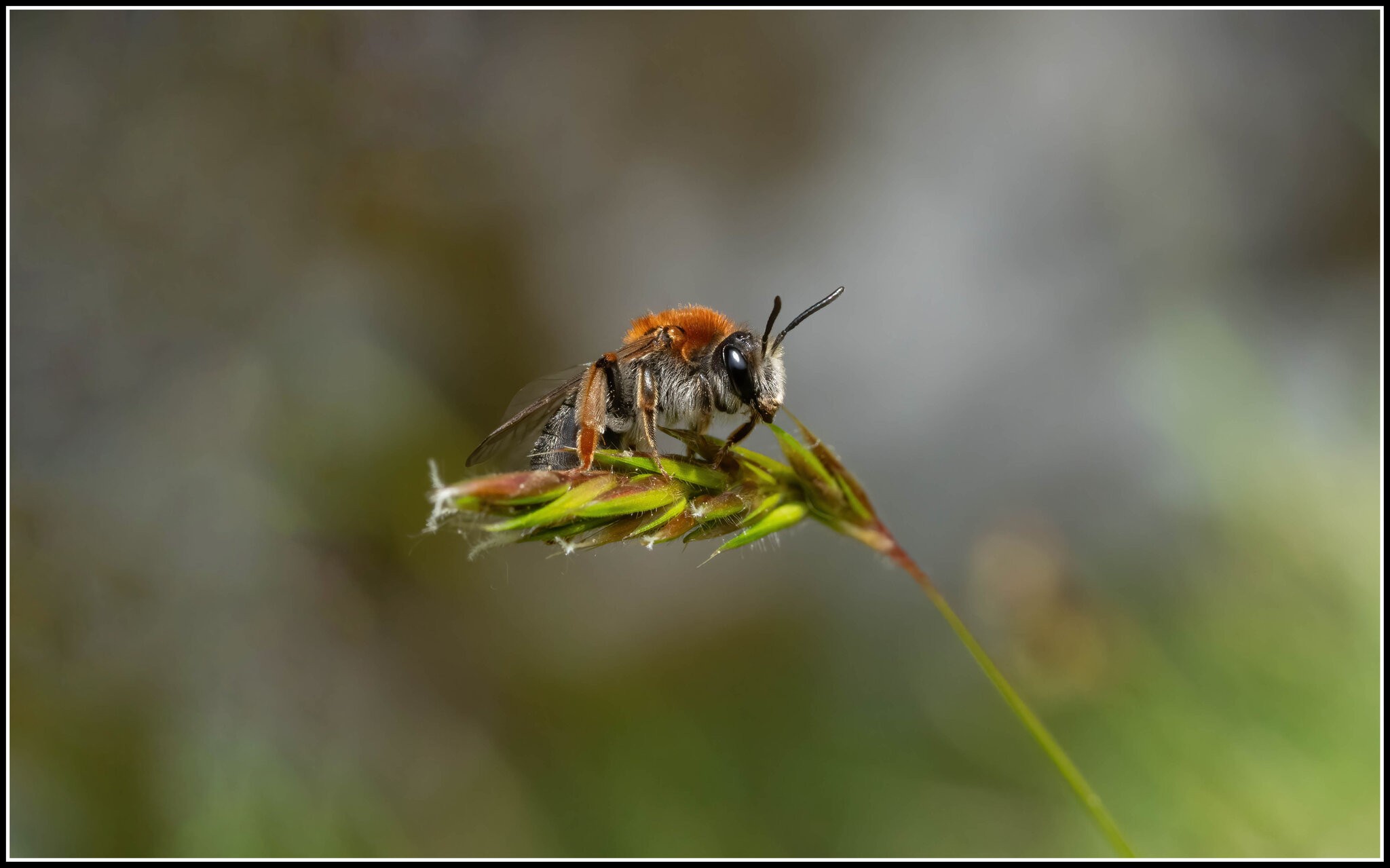 Orange-tailed Mining Bee