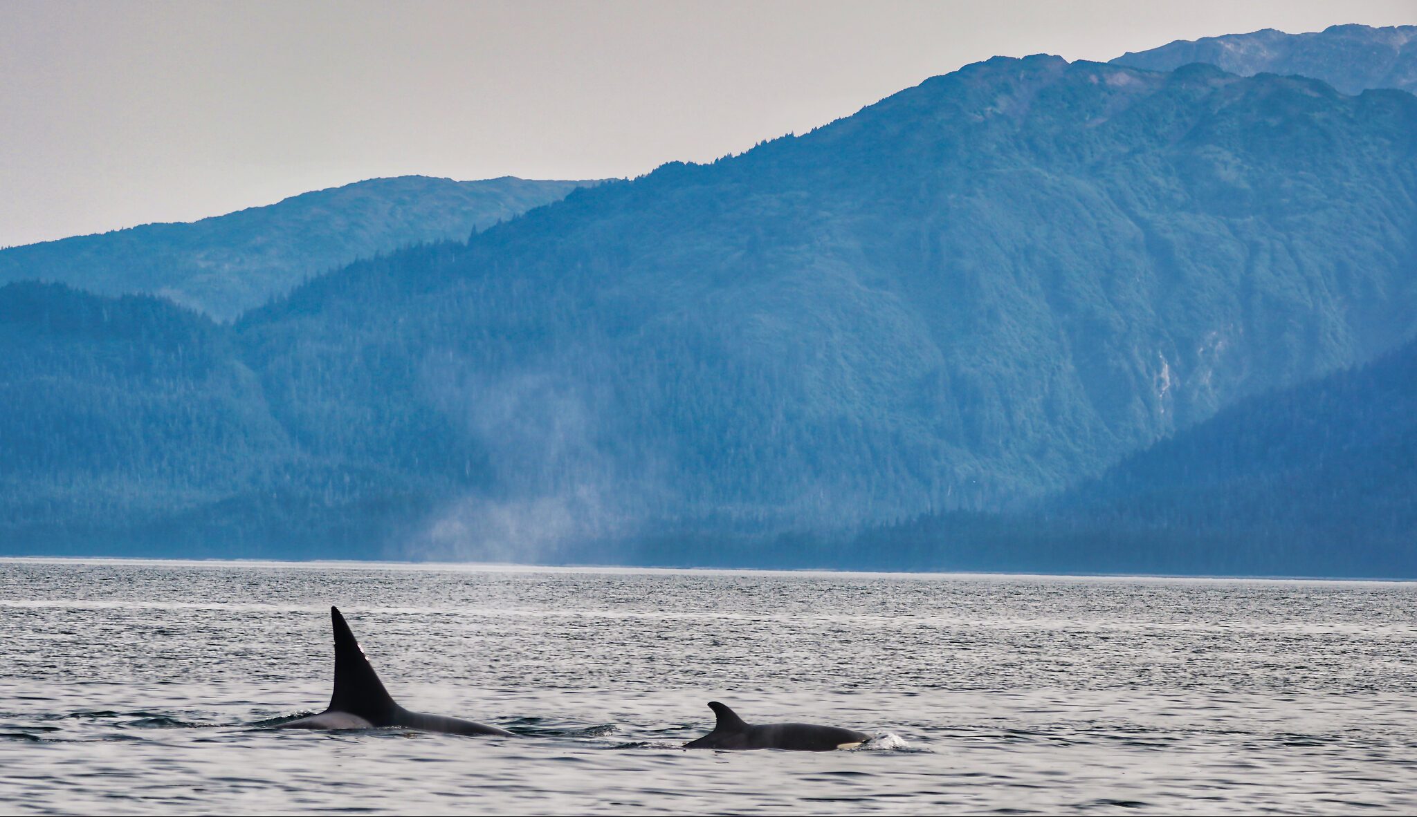 Orcas alaska 8-19.jpg