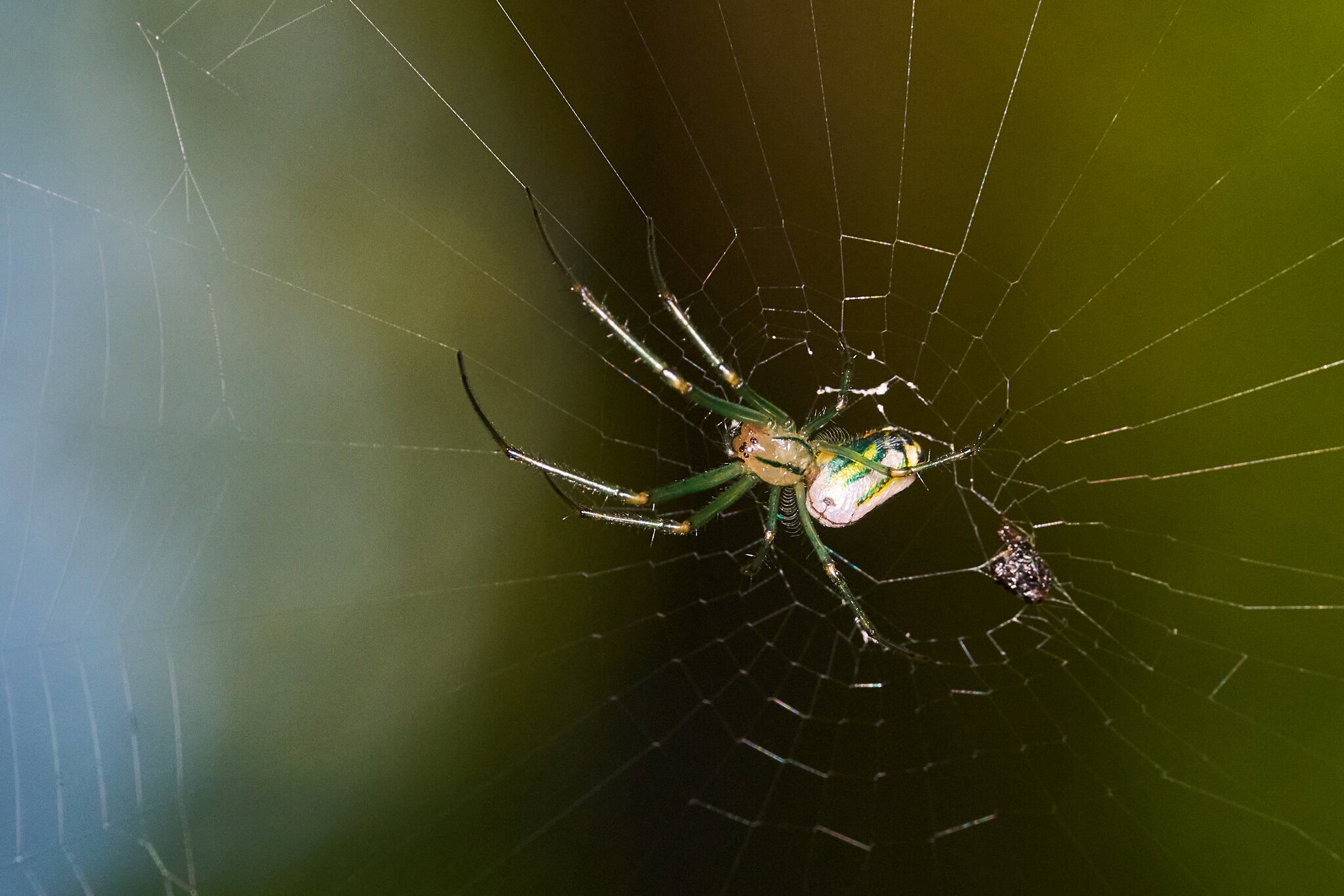 Orchard Orbweaver - Arden Woods - 08092026 - 01.jpg