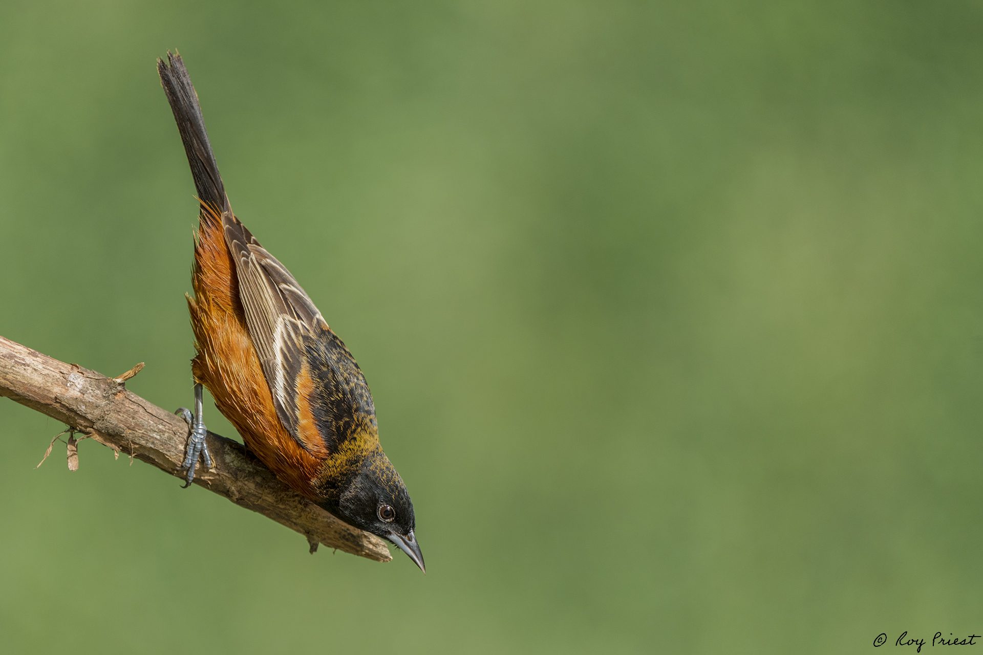 Orchard-Oriole-A1_ROY-2990-Edit.jpg