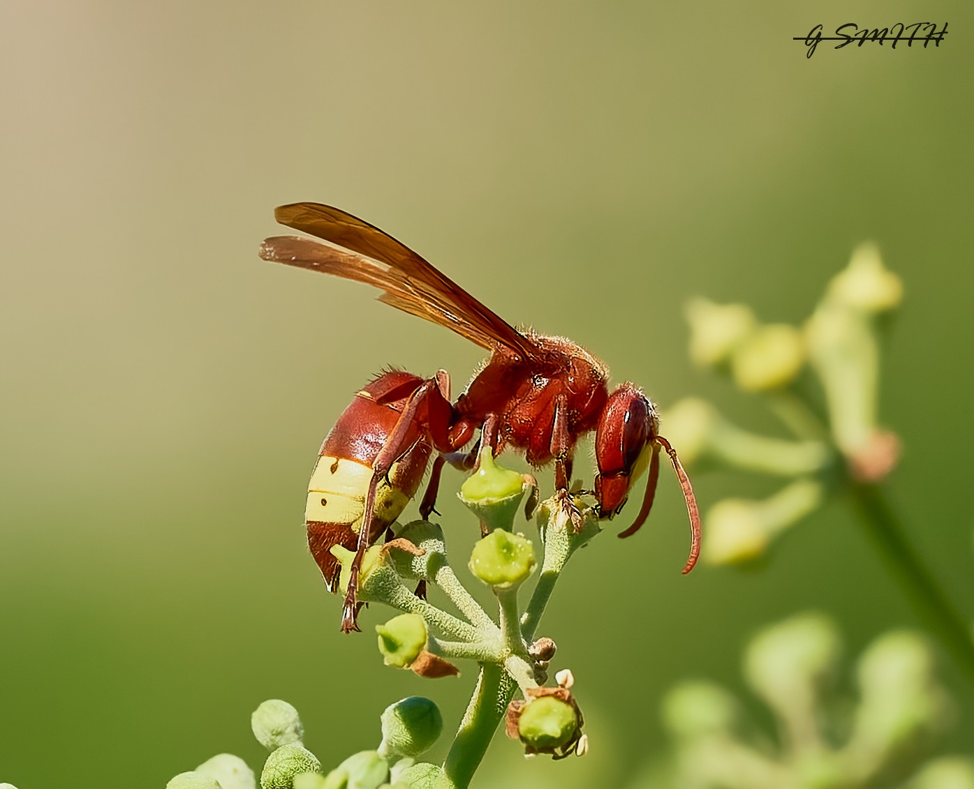 oriental hornet greece 2022.jpg