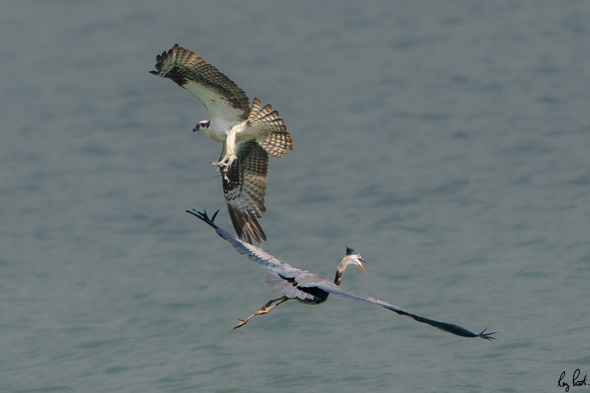 Osprey-5177.jpg
