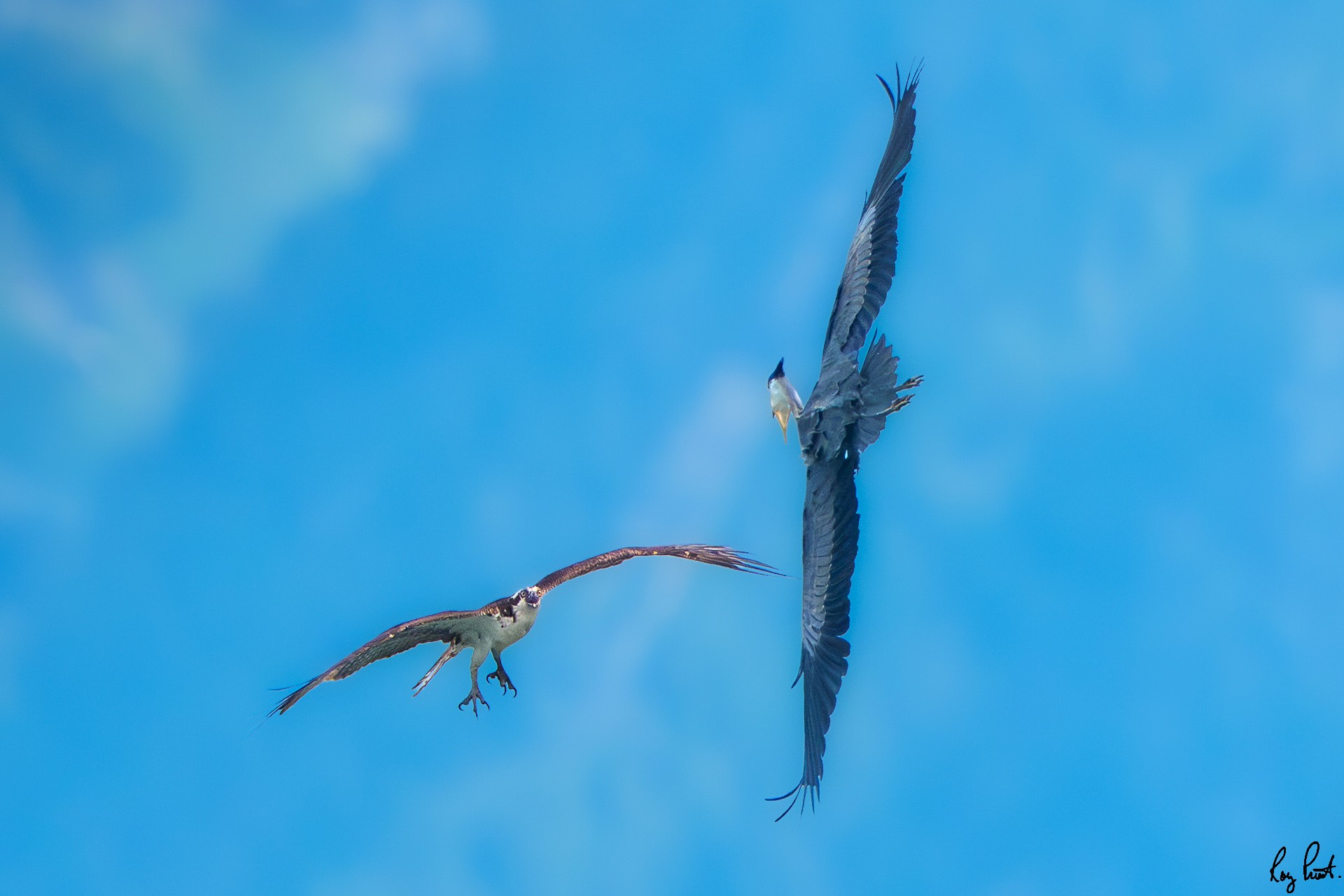 Osprey-5556.jpg
