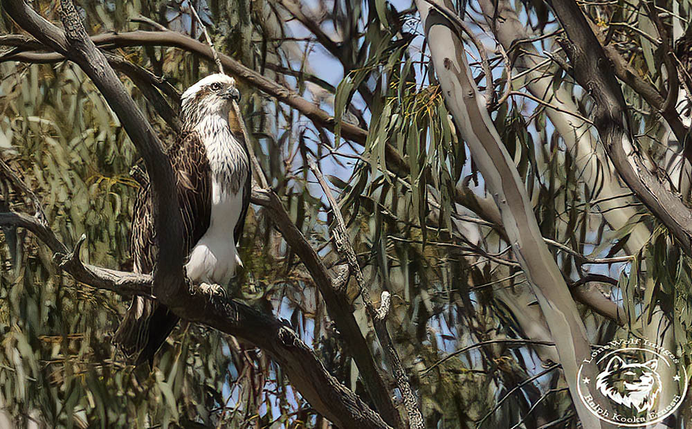 Osprey Again 2-10-2022 (963).JPG