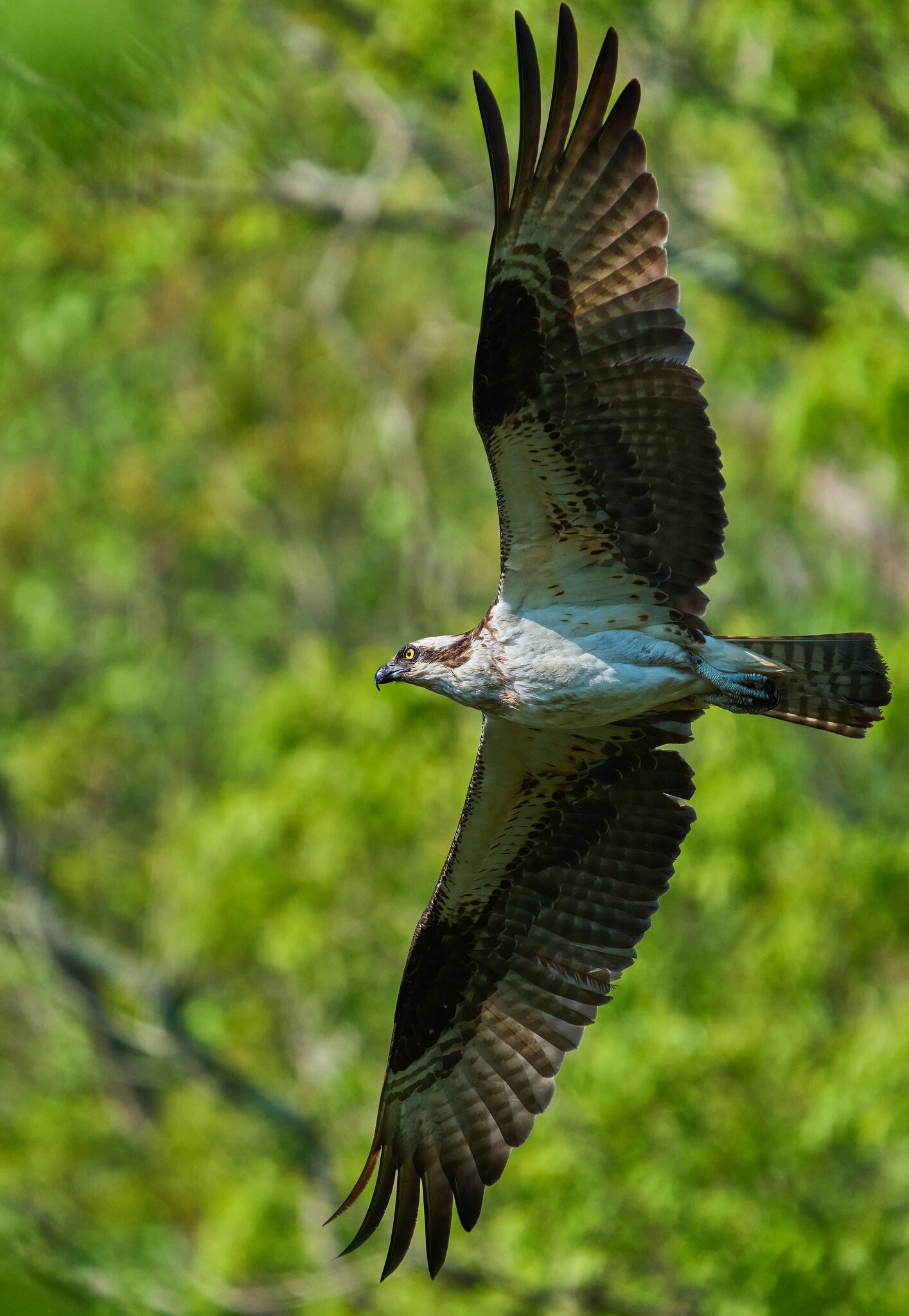 Osprey - BCSP TB - 05102026 - 06 - rDN_1.jpg