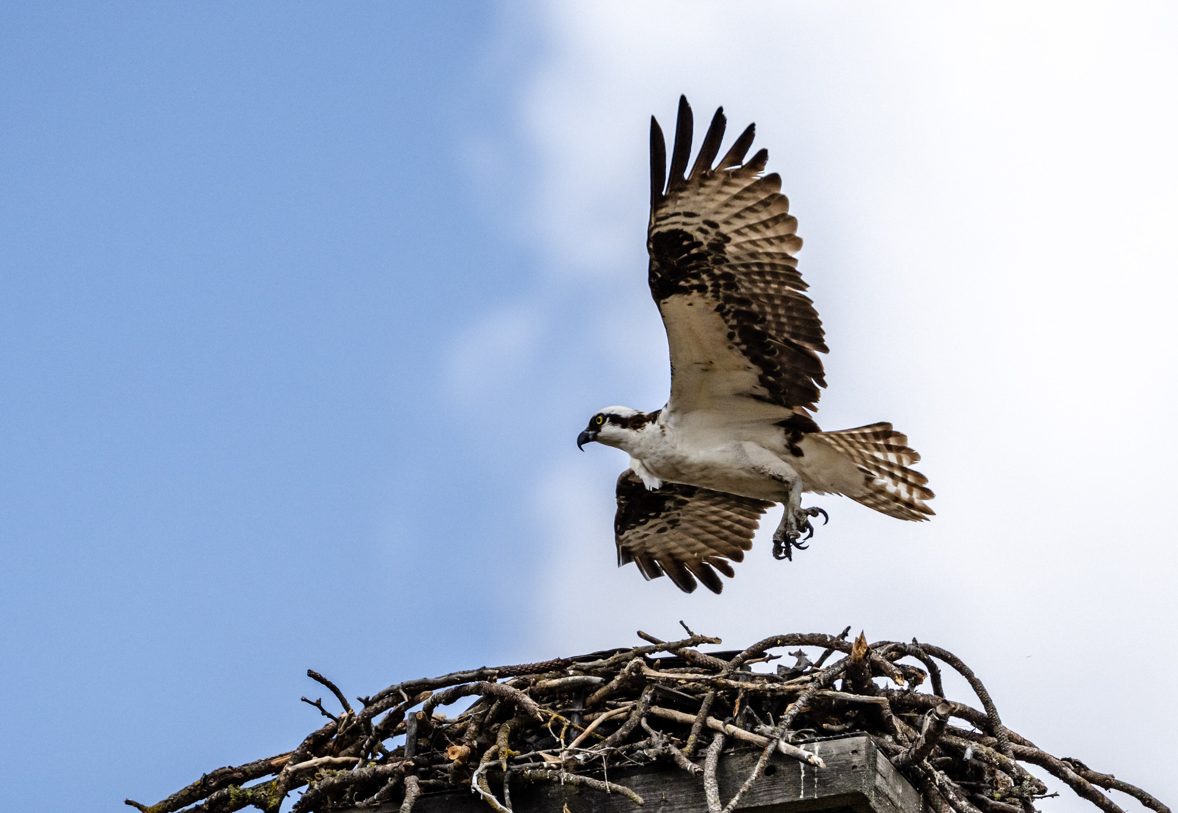 Osprey Fledgling Testing It's Wings