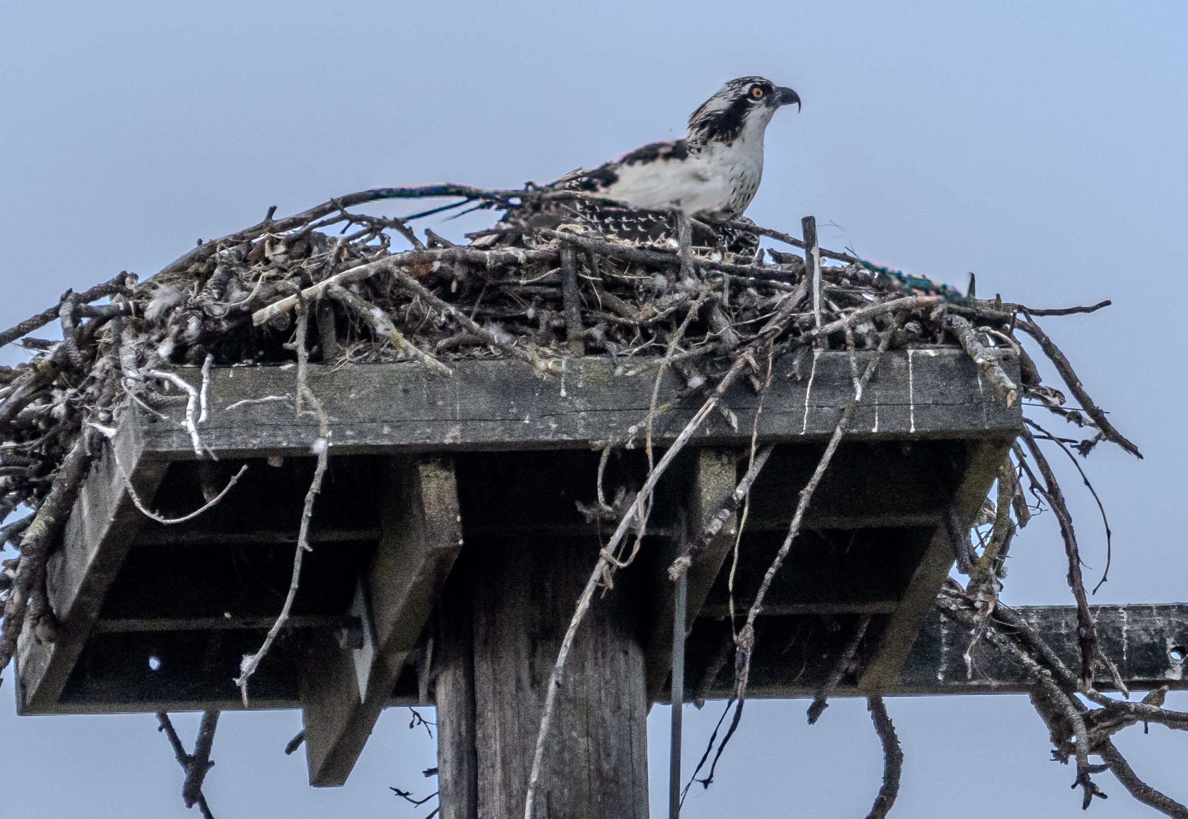 Osprey Fledgling