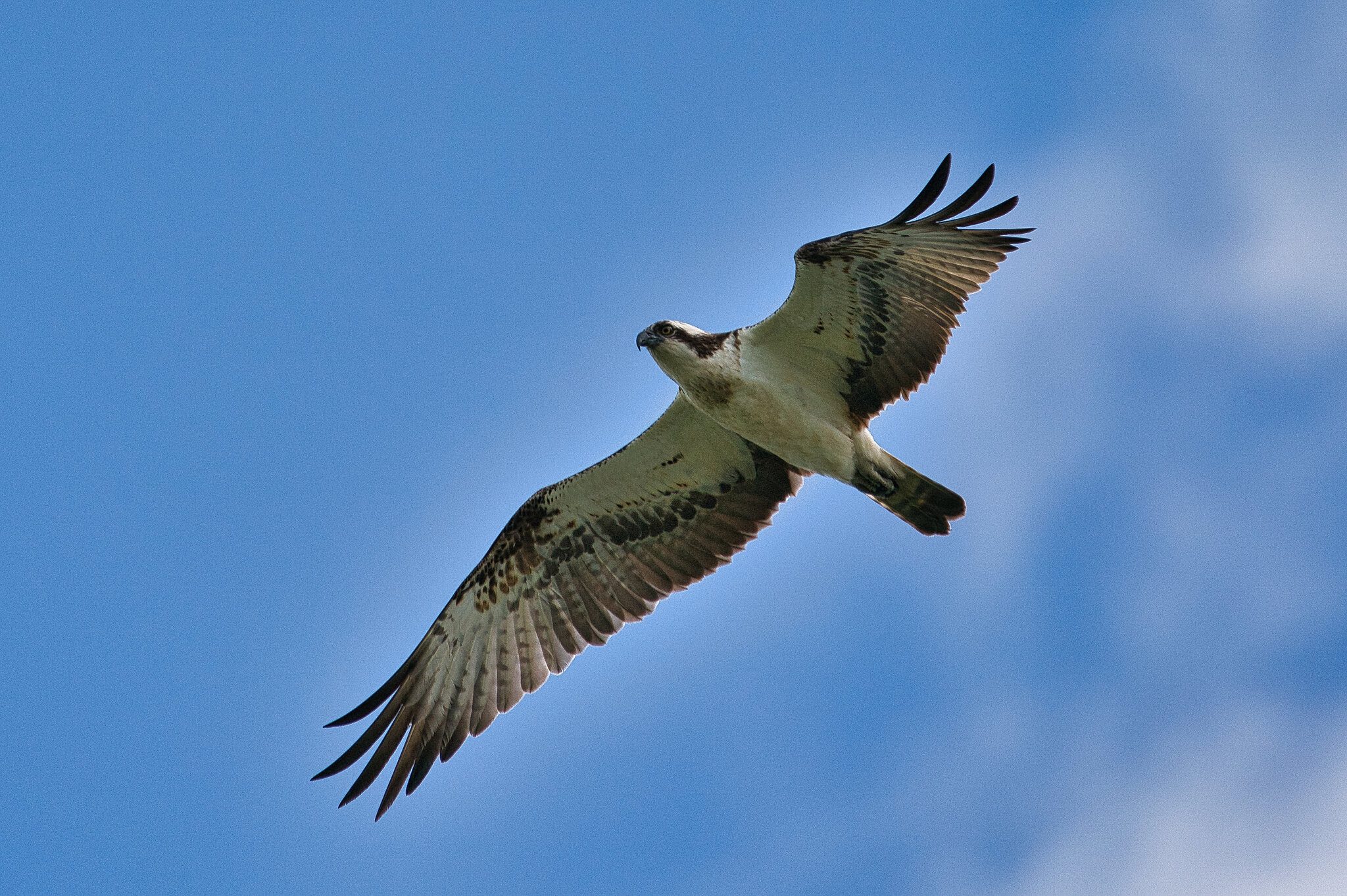 Osprey