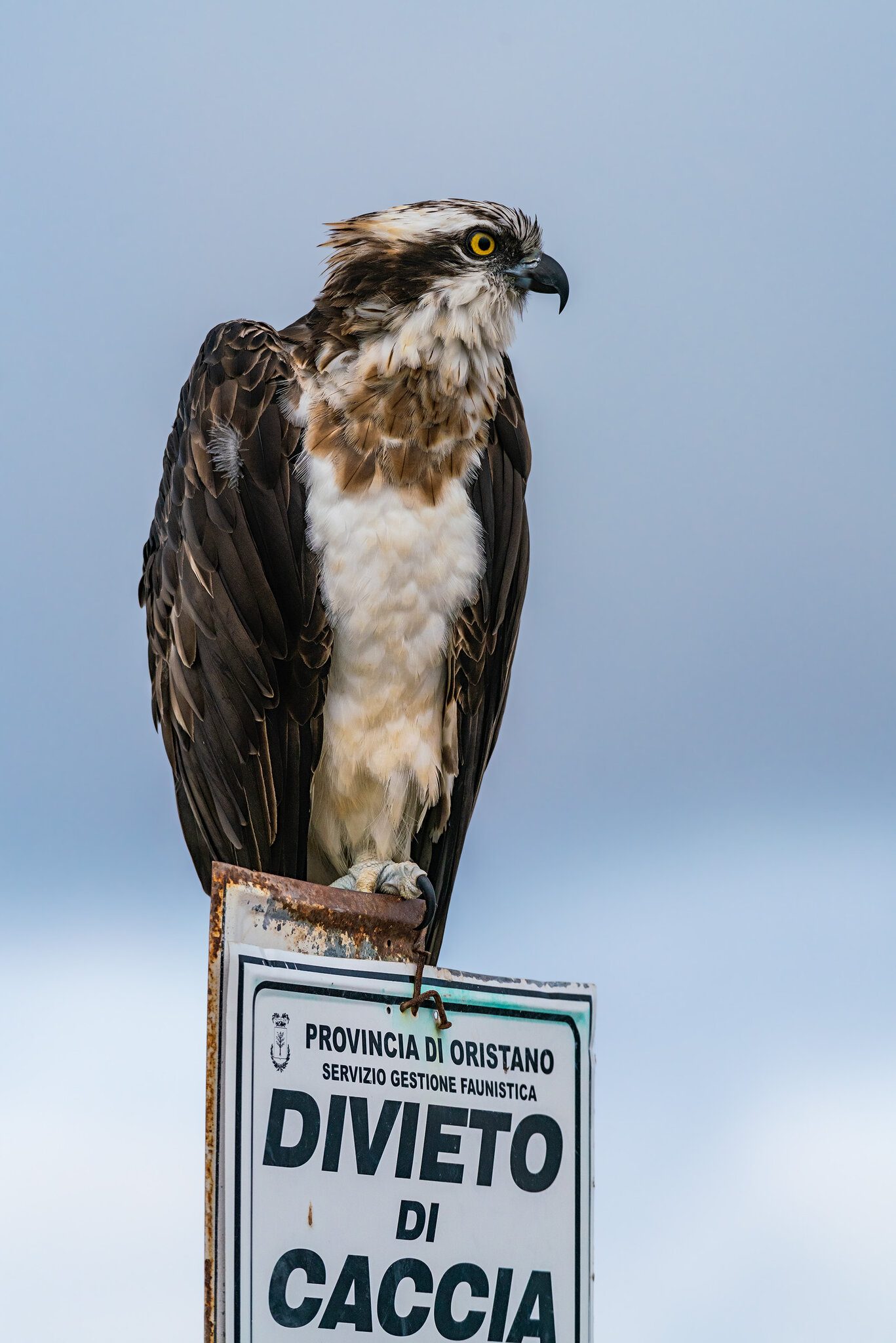 Osprey