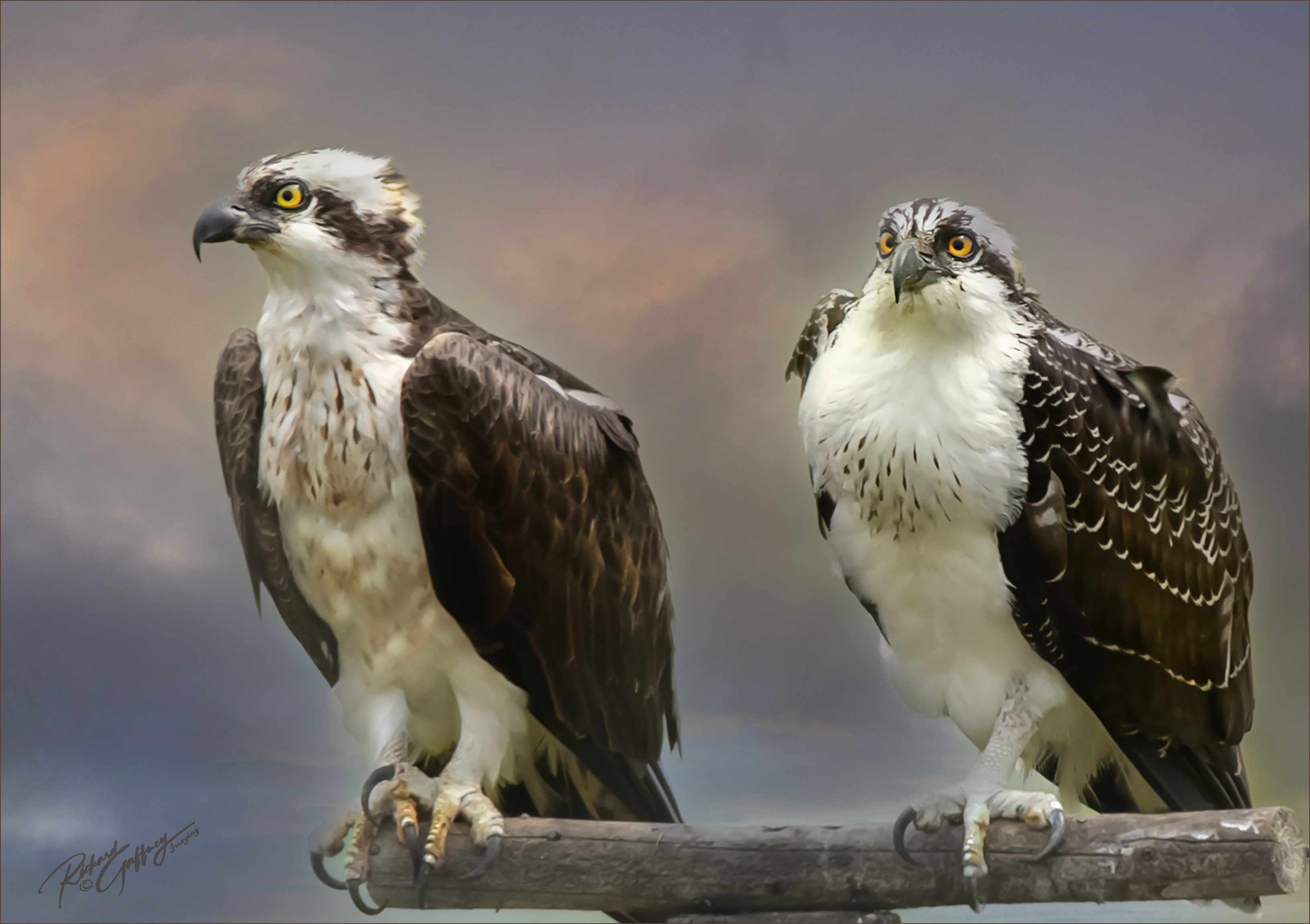 Ospreys Adult with juvenial  M.jpg