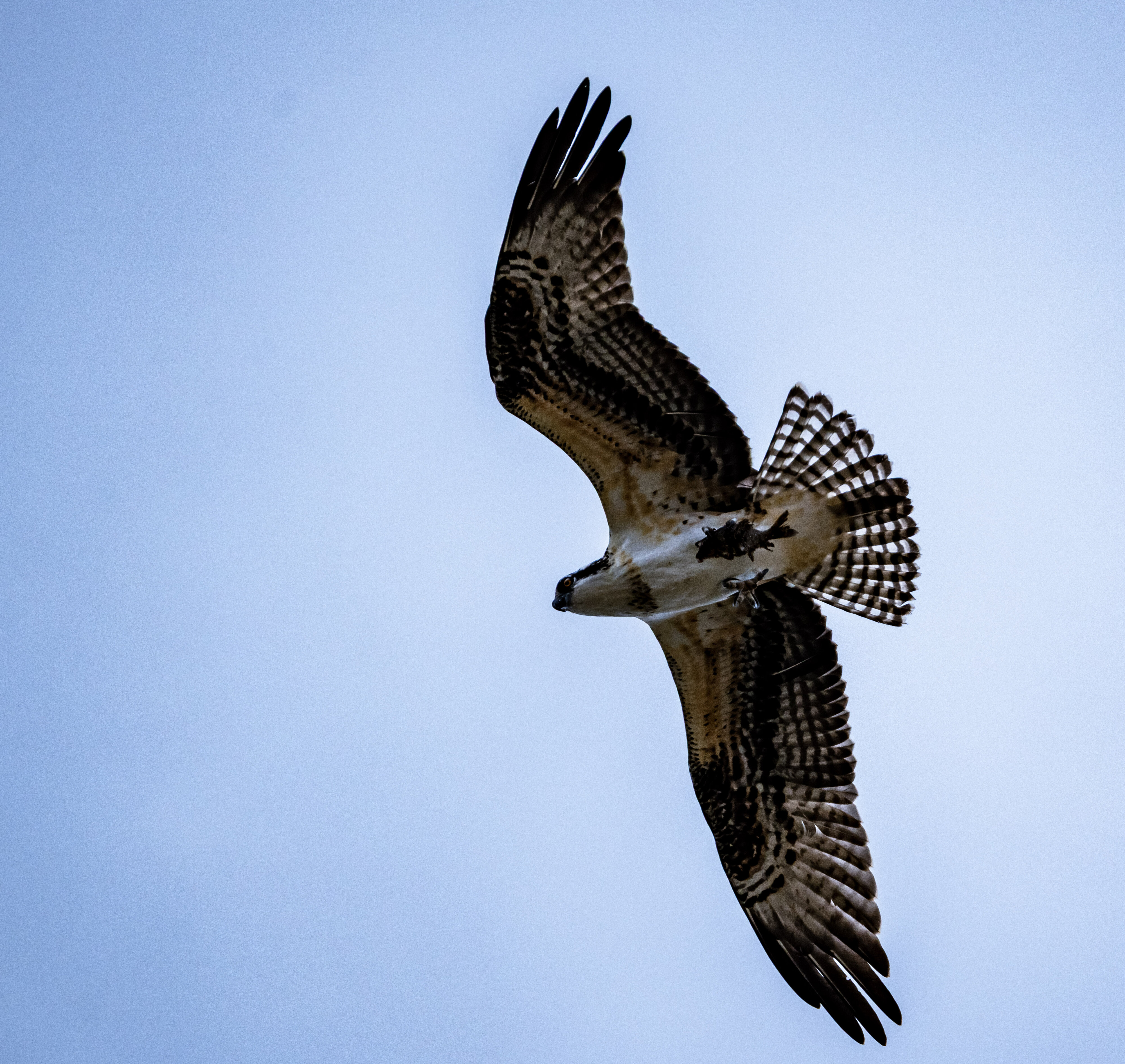 Osprey's First Flight