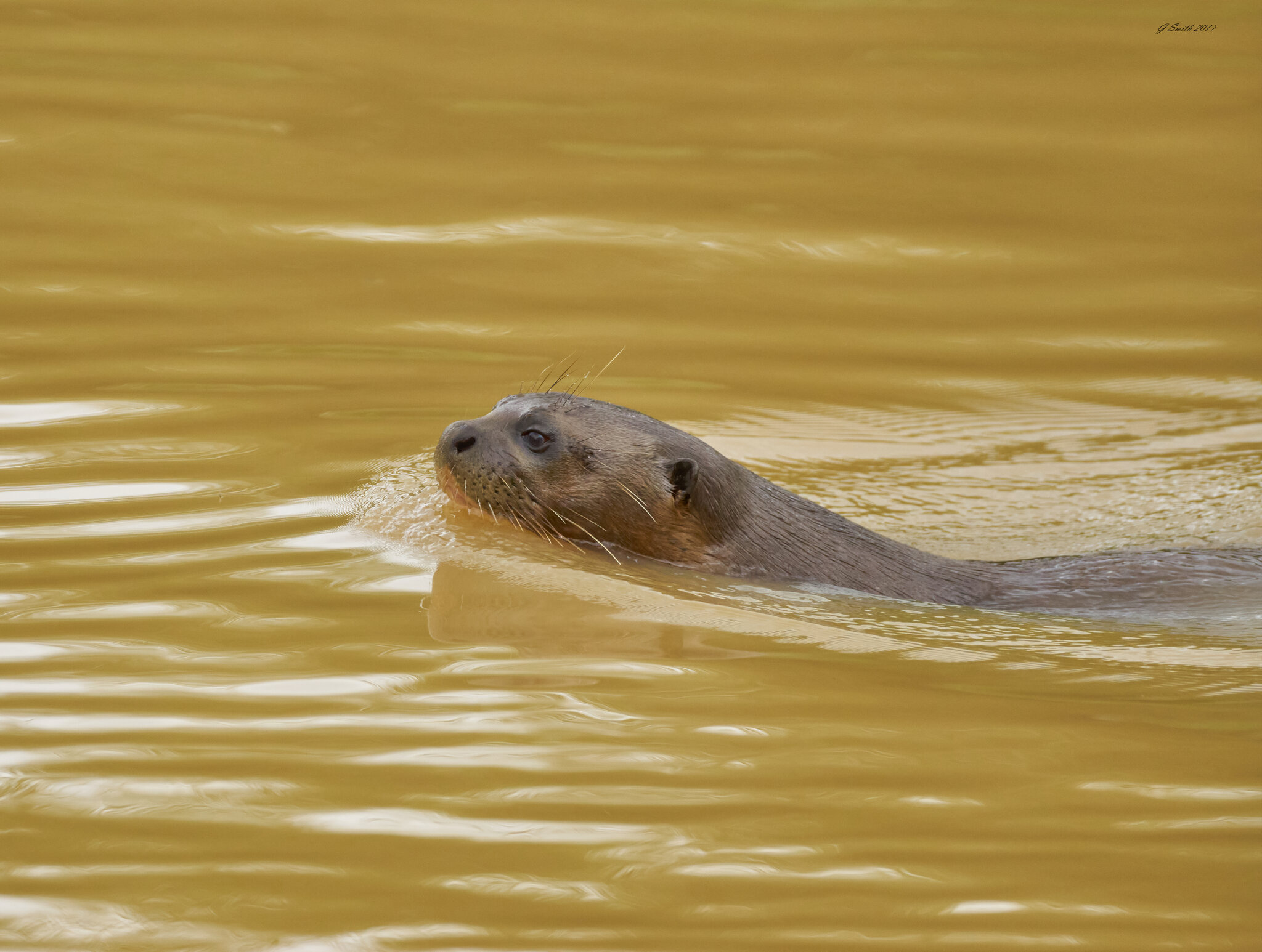 otter 2017 1.jpg