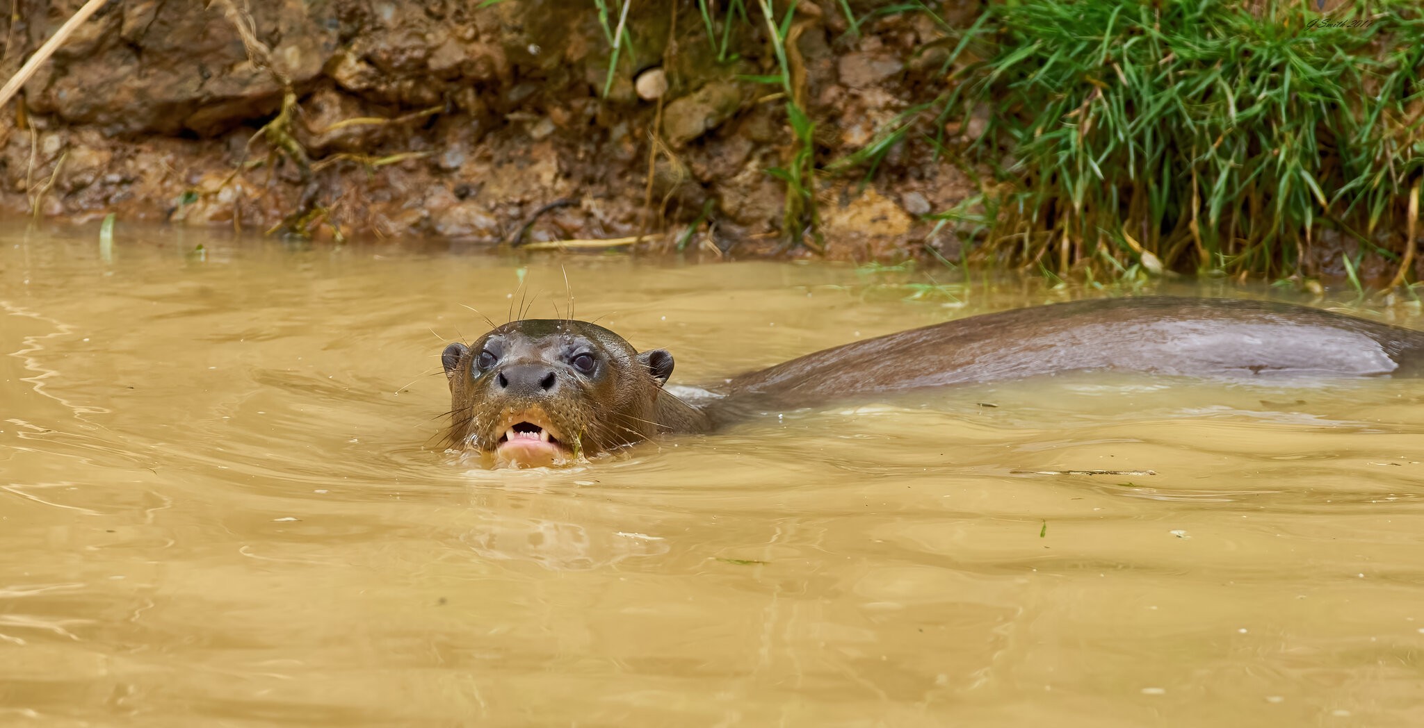 otter 2017 2.jpg