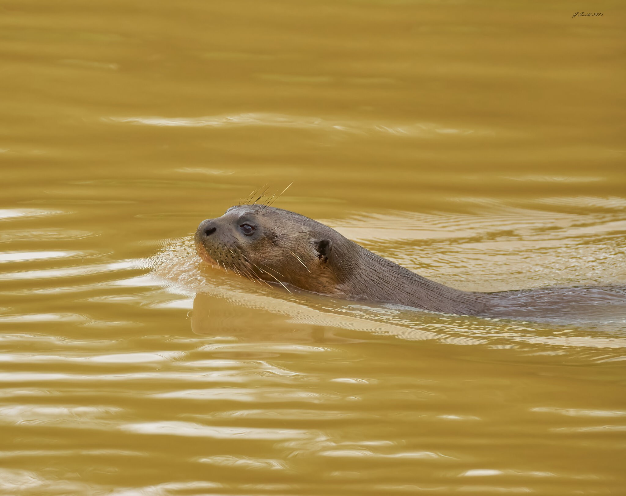 otter 2017.jpg