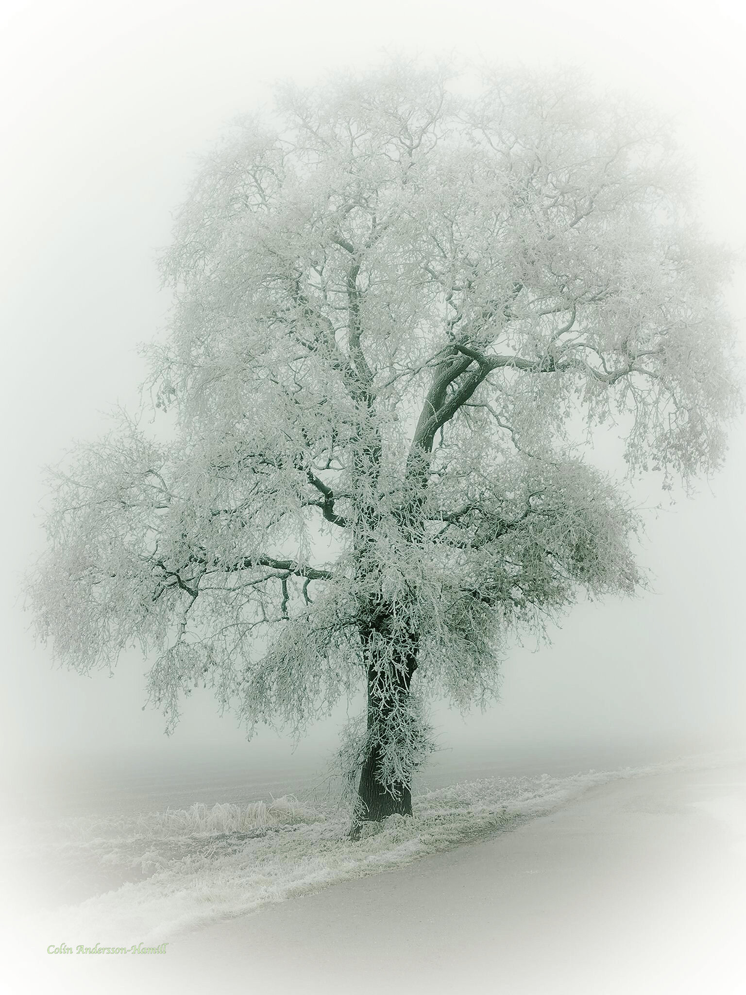 OUR FAVOURITE TREE