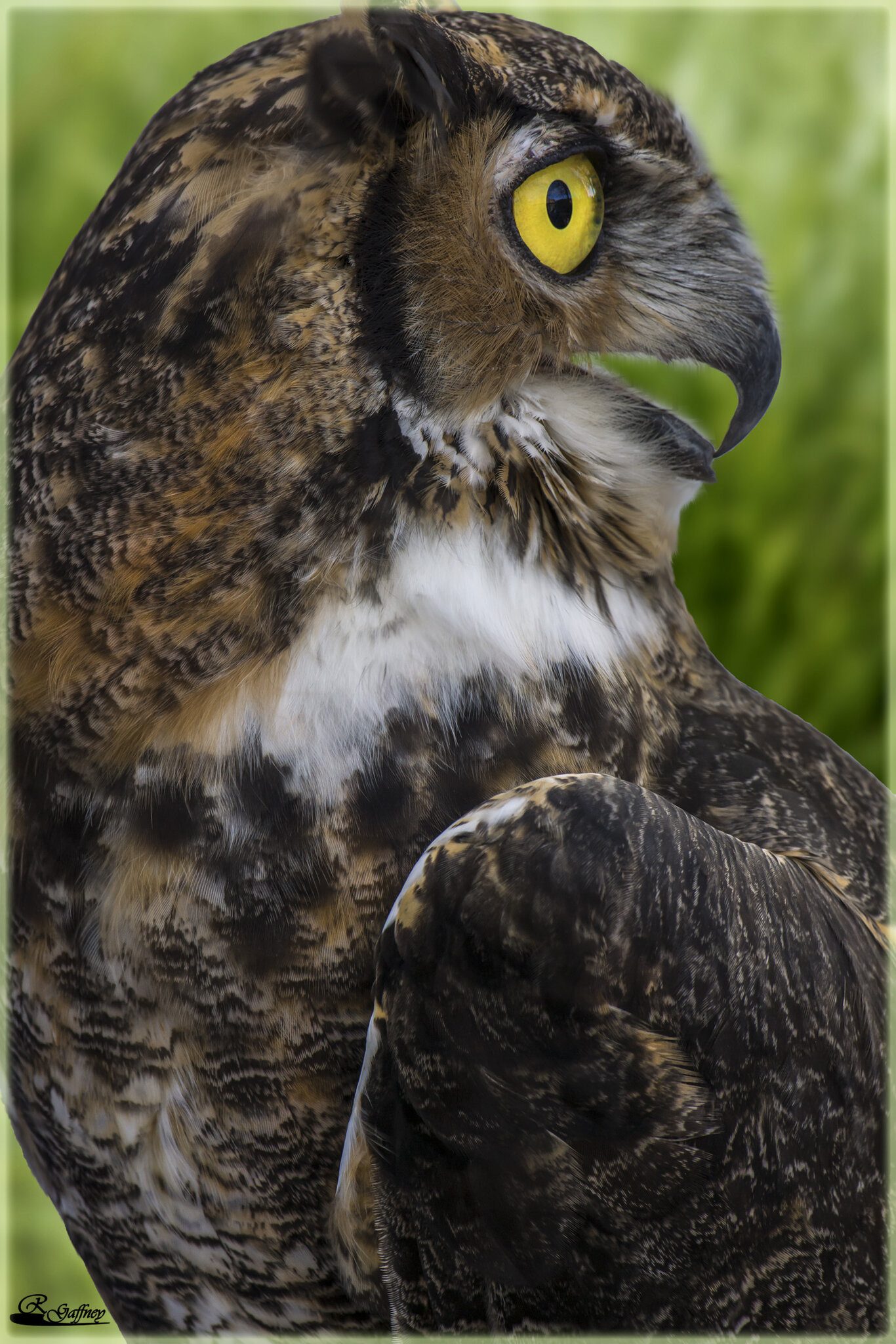 Owl Profile  M.jpg