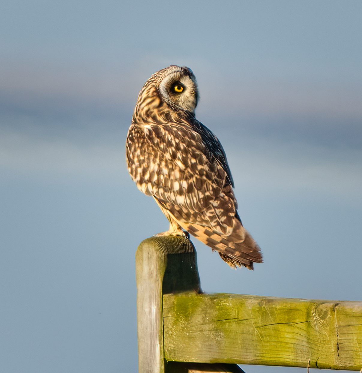 Owls -80-Edit-Edit-Edit-1.jpg