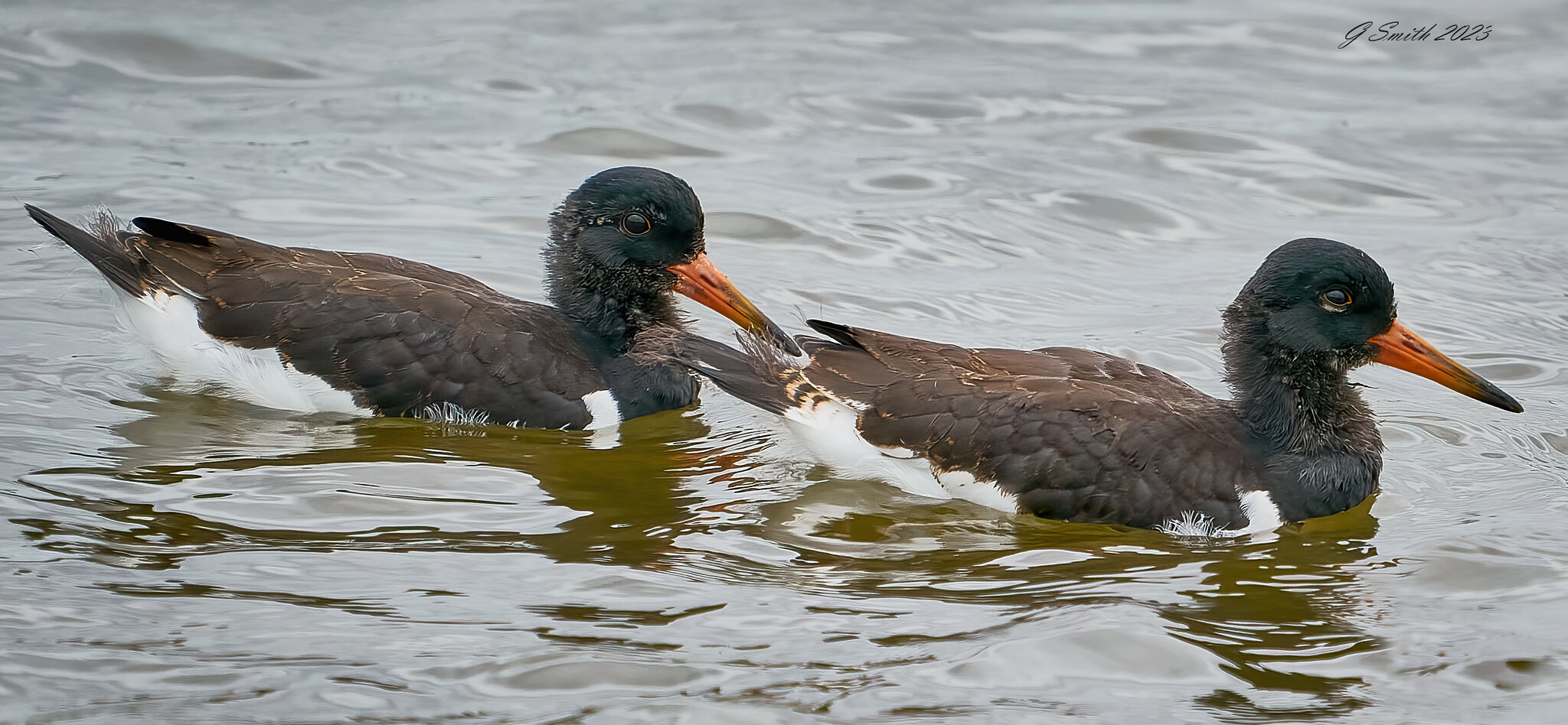 oyster catcher 2023 4.jpg